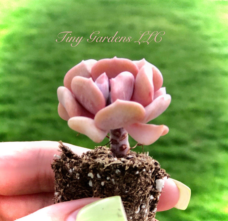 Succulent Plugs