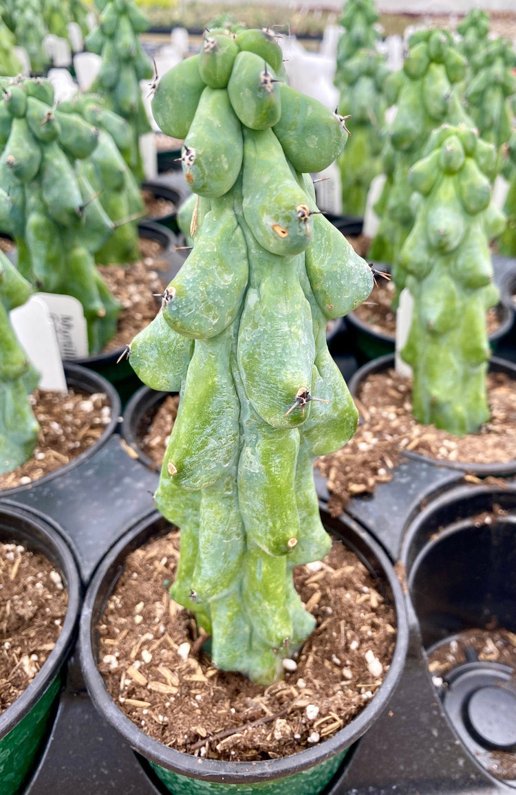 Cactus