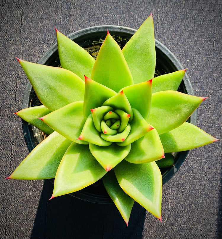4" Potted Plants!