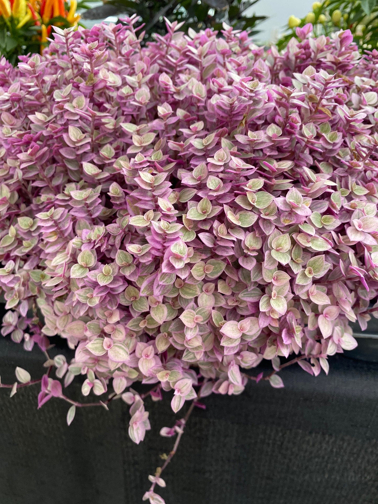 Callisius repens "Pink Lady Turtle Vine" "Pink Panther" so BEAUTIFUL !