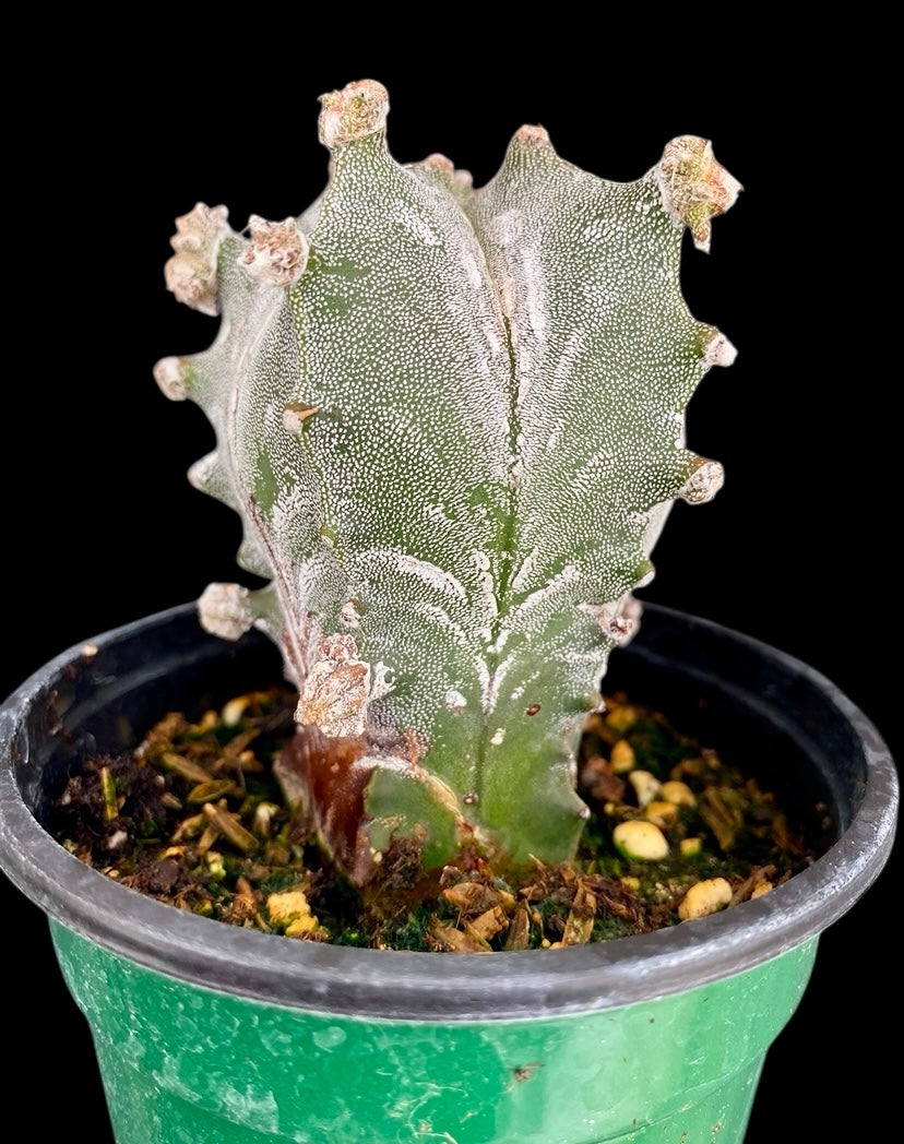 Astrophytum Myriostigma “ Fred” Cactus
