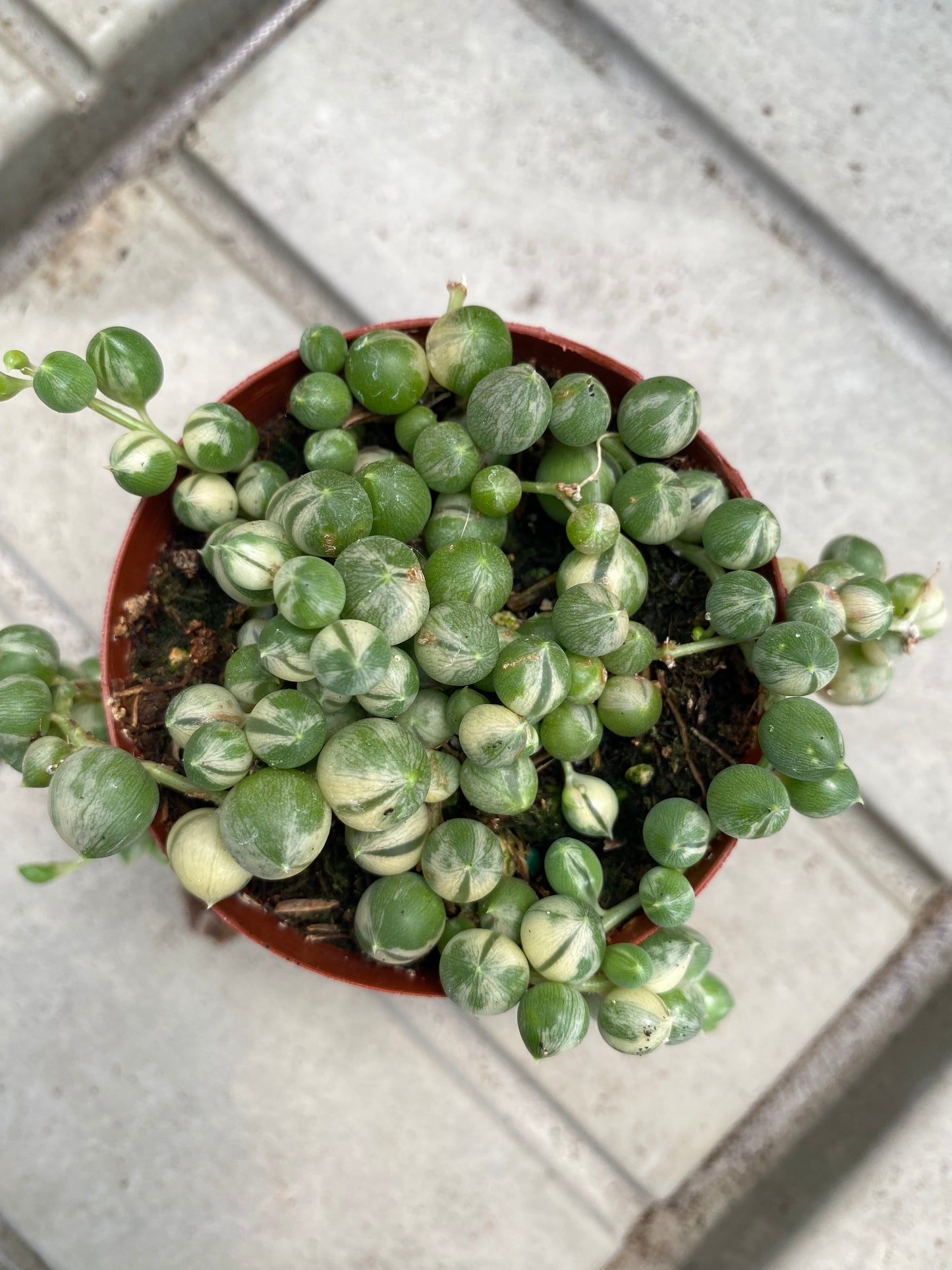 Variegated String of Pearls 2.5” pot