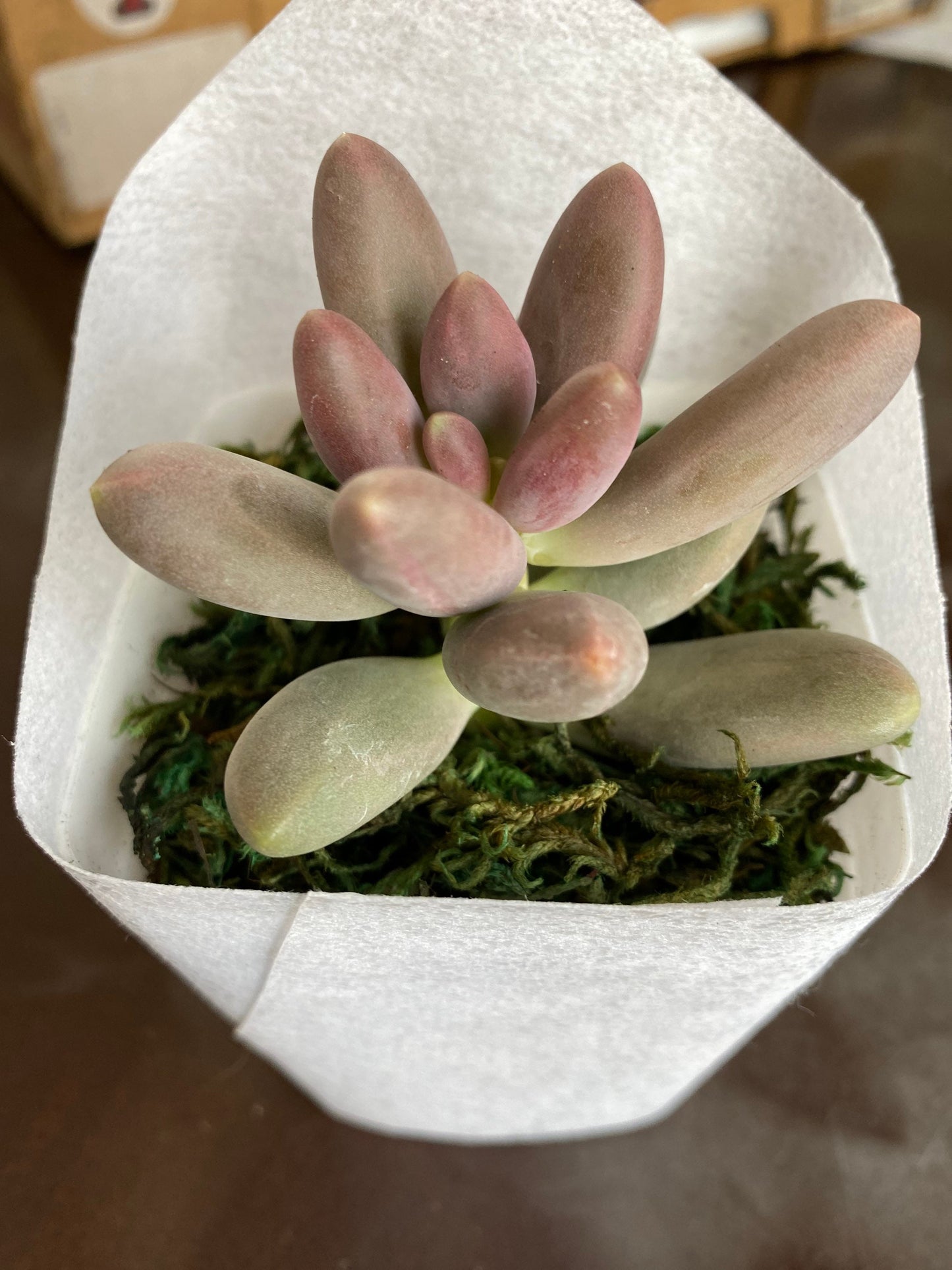 Succulent Favors/ Gifts