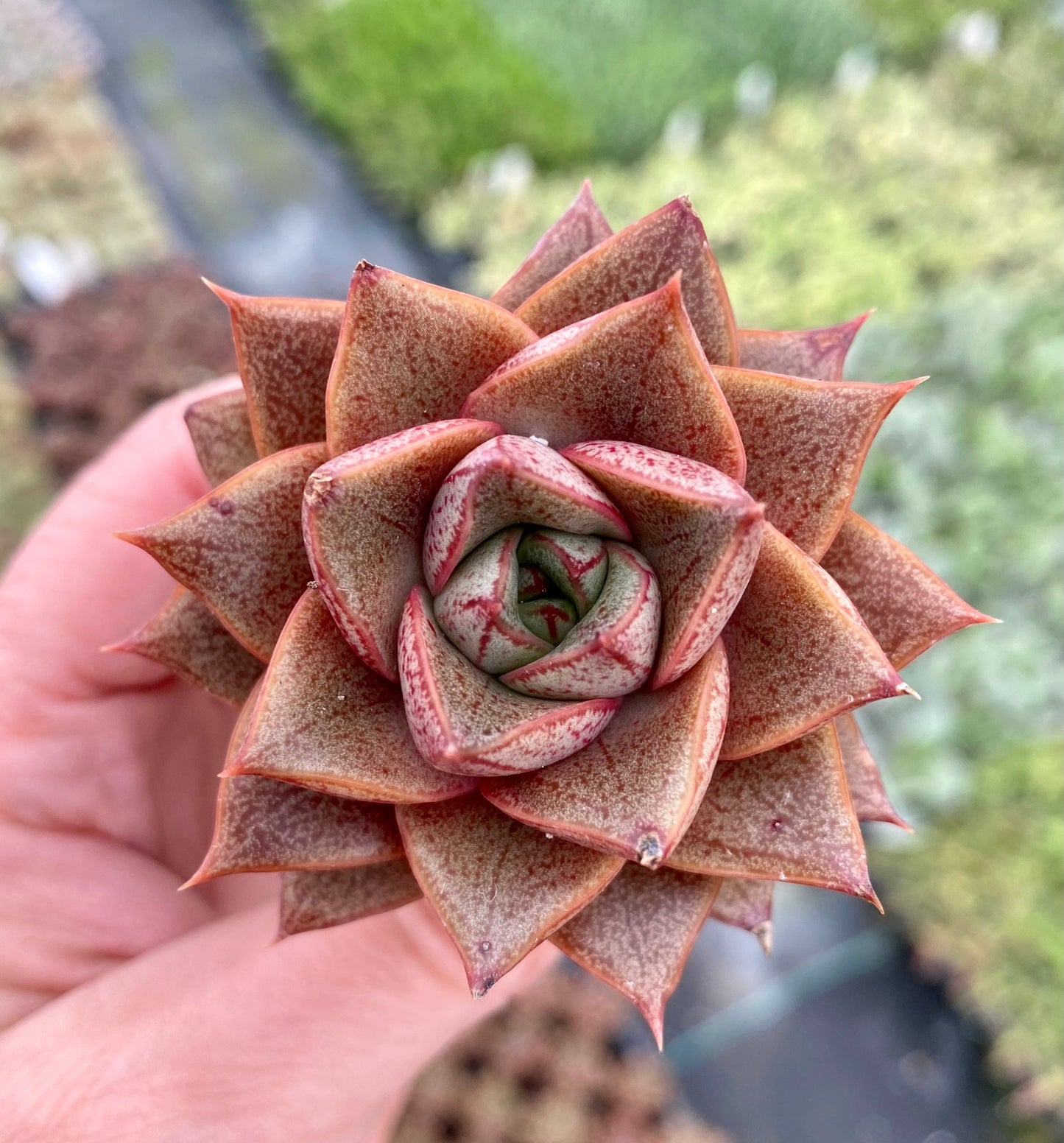 Echeveria purpusorum - RARE