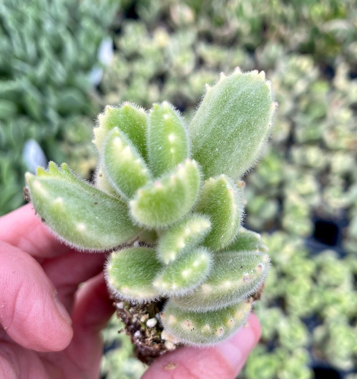 RARE Cotyledon Shimmy Bear Paws - Variegated