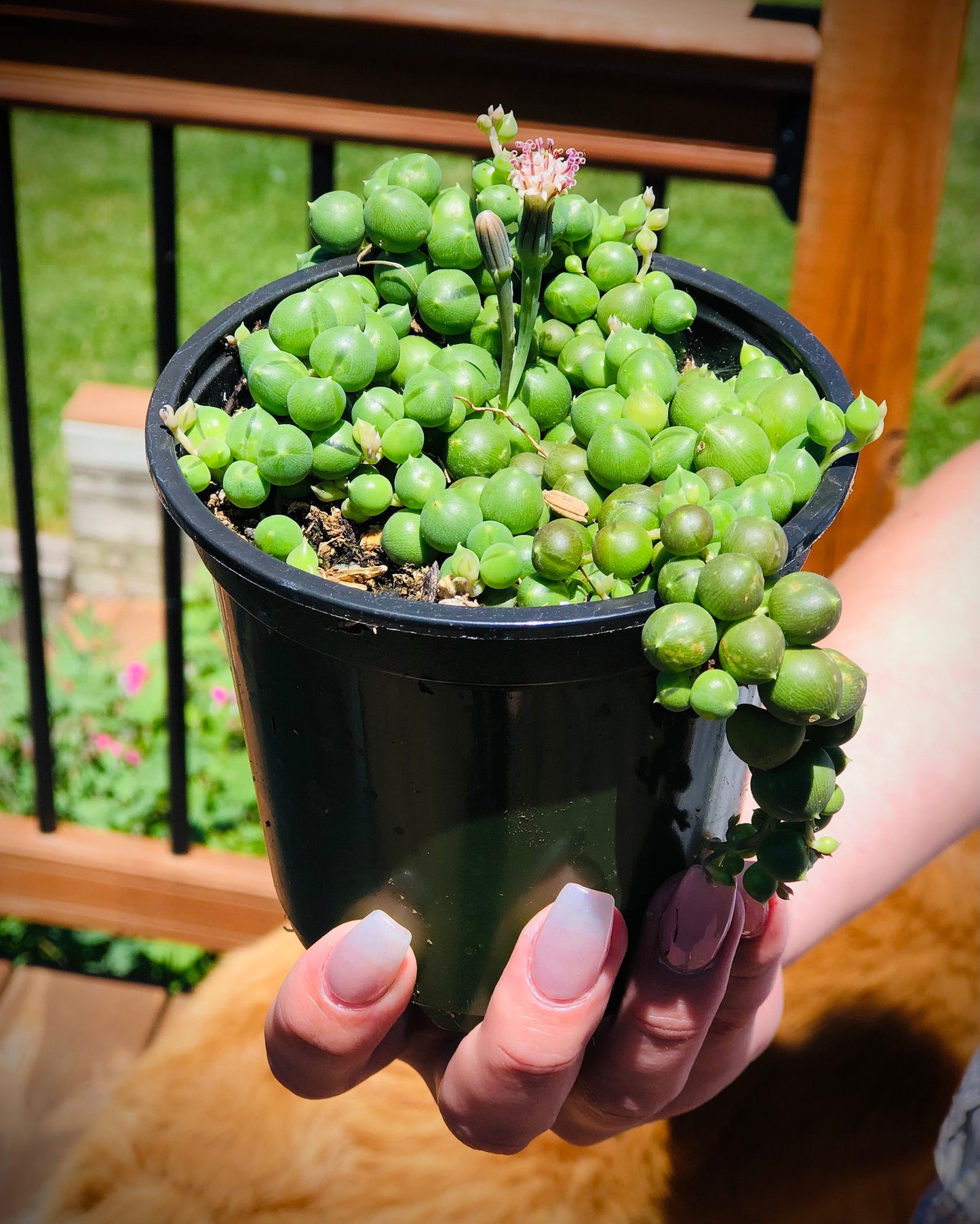 String of Pearls or Rosary string of Beads