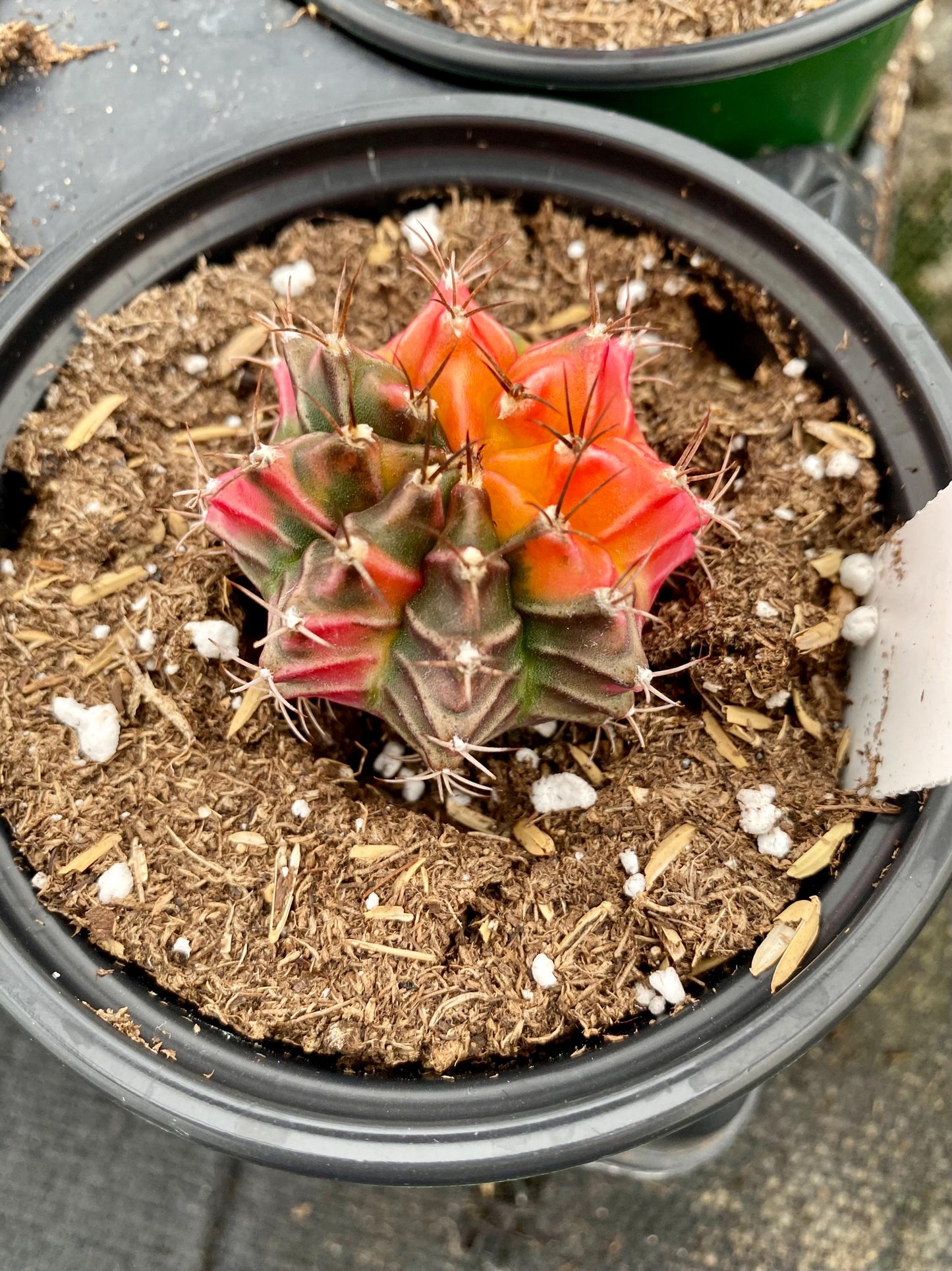 Gymnocalycium- Variegated- ‘Mihanovichii Friedrichii’ / Moon Cactus / Chin Cactus
