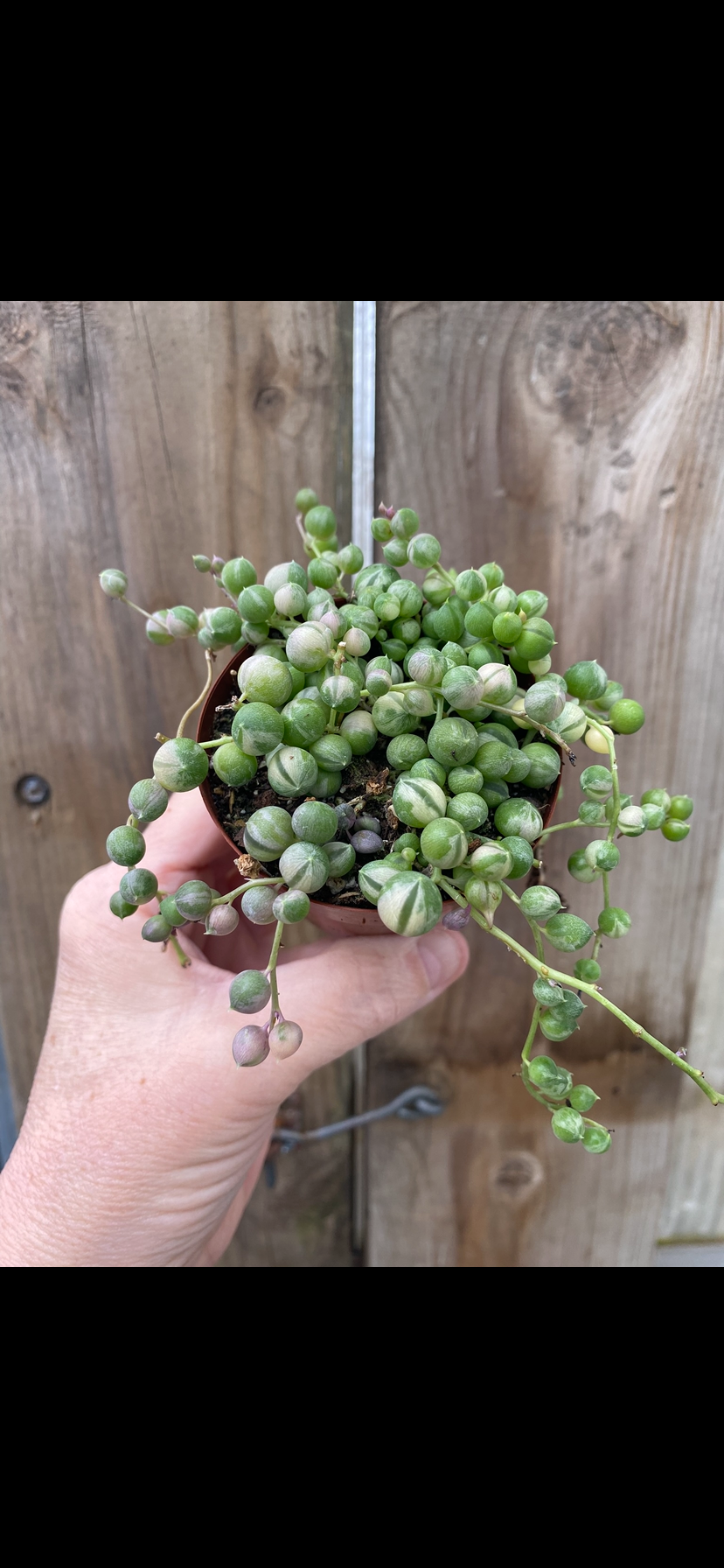 Variegated String of Pearls 2.5” pot
