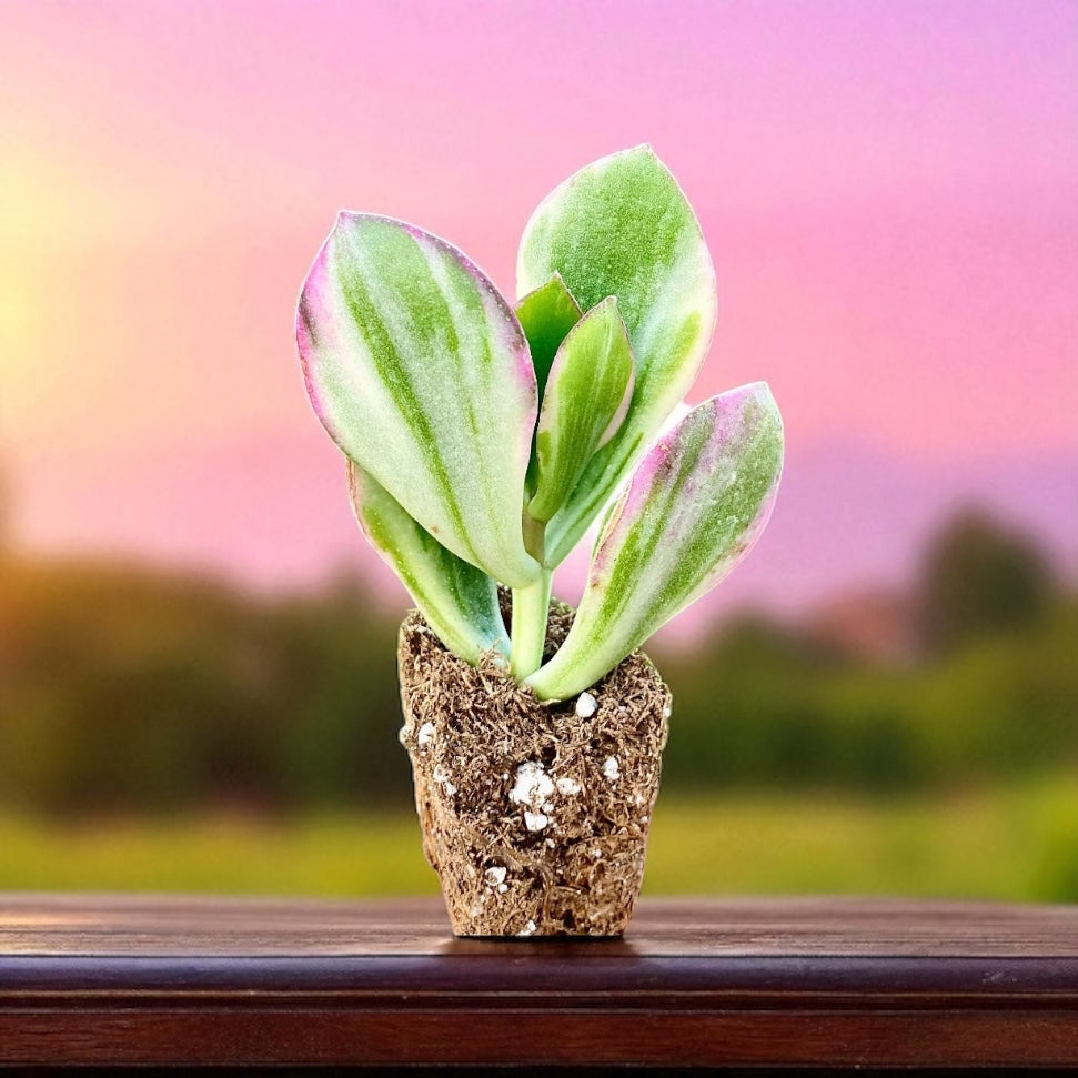Crassula " Ovata Variegata "