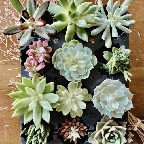 Beautiful Succulents Box - one Dozen !