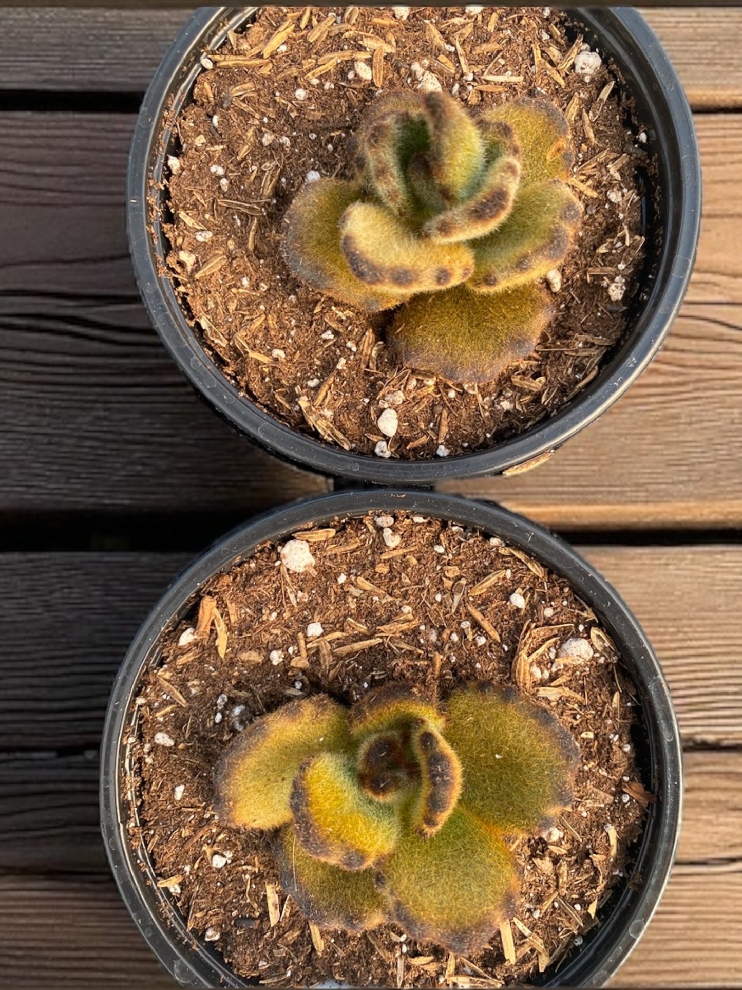 Kalanchoe Tomentosa “ Teddy Bear “ 4” pot
