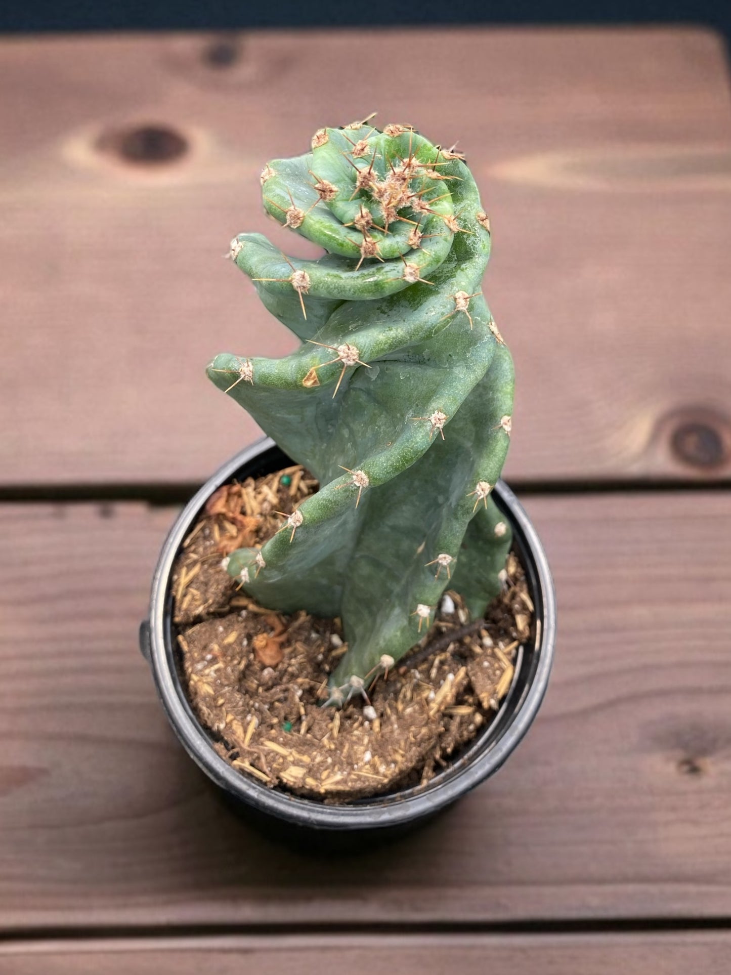 RARE! Cereus Validus Spiralis Cactus- Spiral cactus 4” pot
