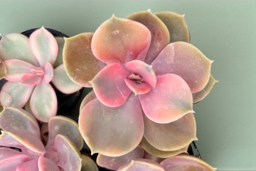 Rainbow Echeveria Variegated-RARE- NEW (live rooted plug)