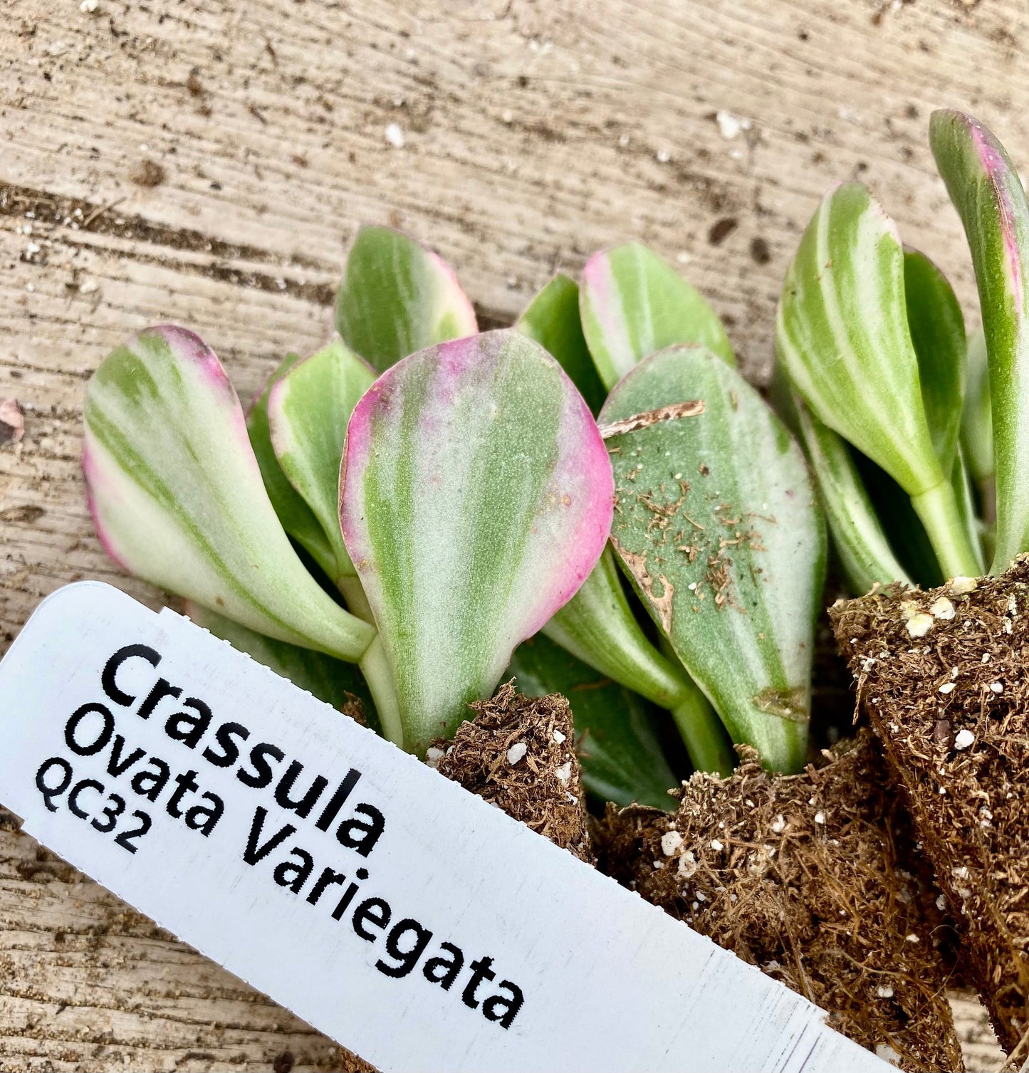 Crassula " Ovata Variegata "