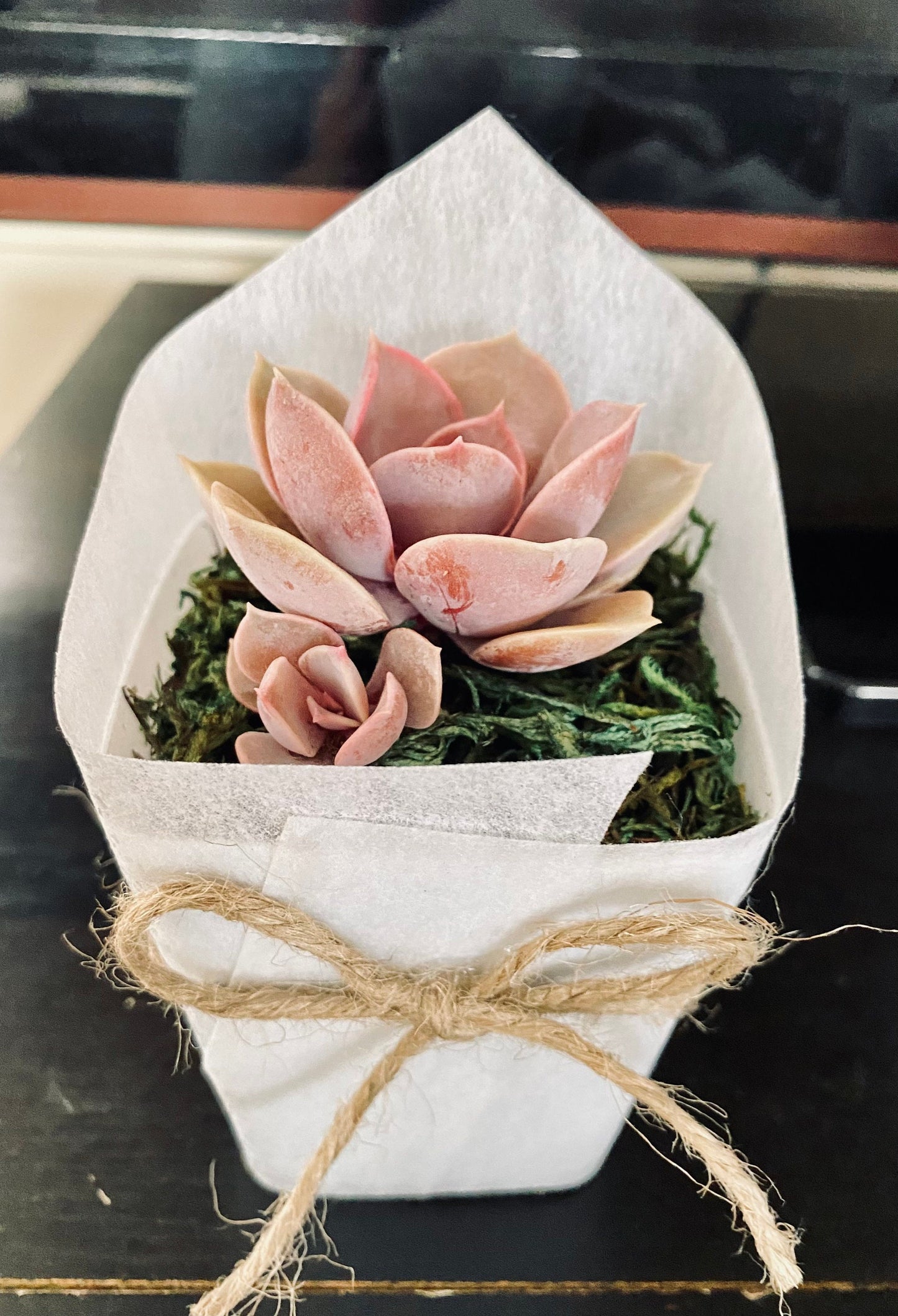 Succulent Favors/ Gifts