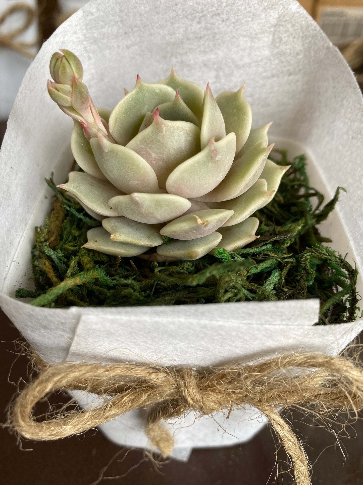 Succulent Favors/ Gifts