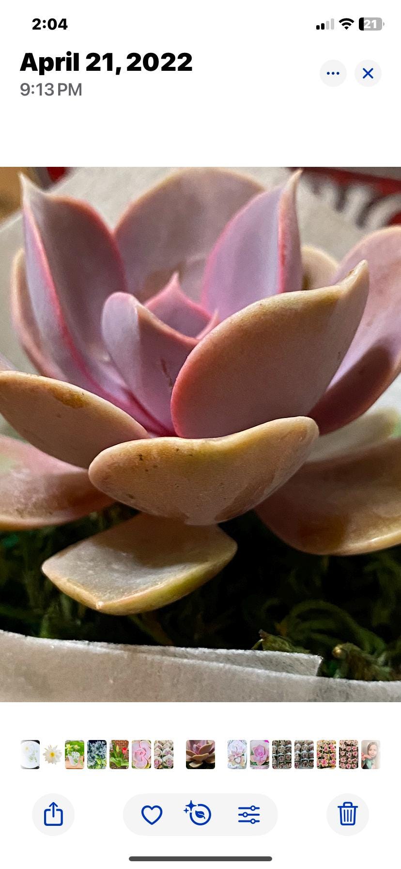 Beautiful Succulents Box - one Dozen !
