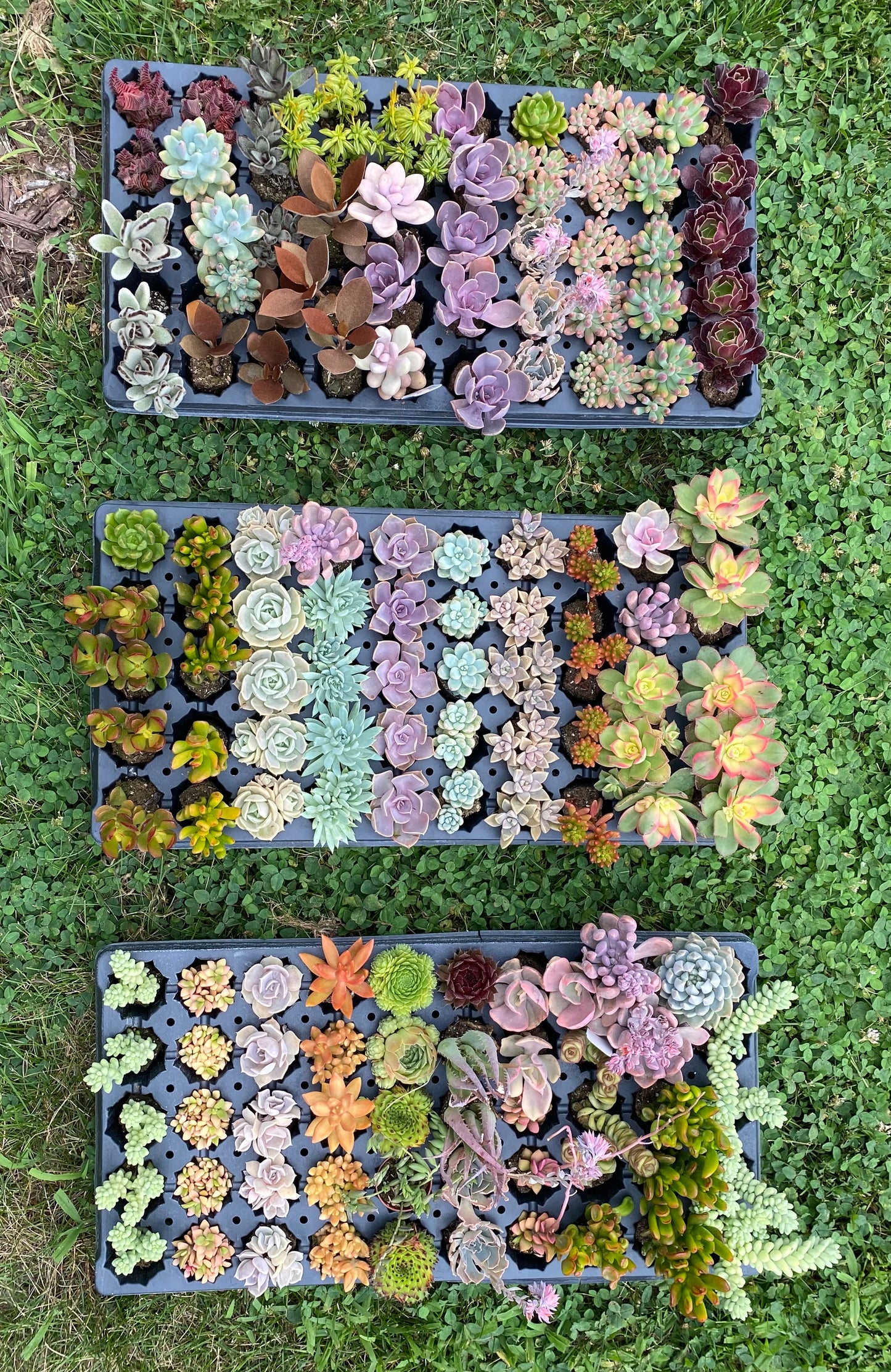Custom Assorted live rooted Succulent plugs