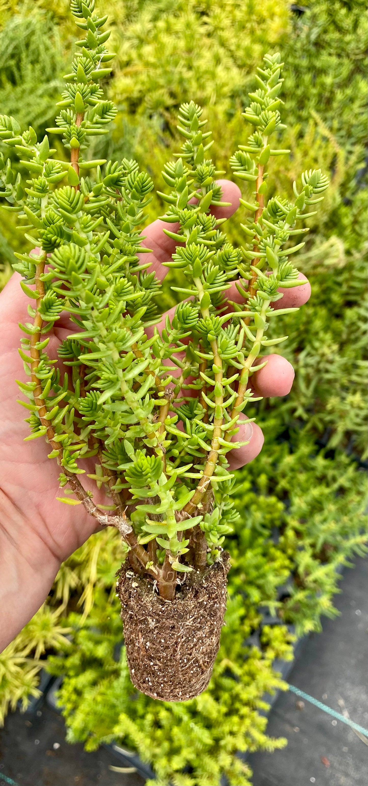 Crassula Mucosa Watch Chain Plug