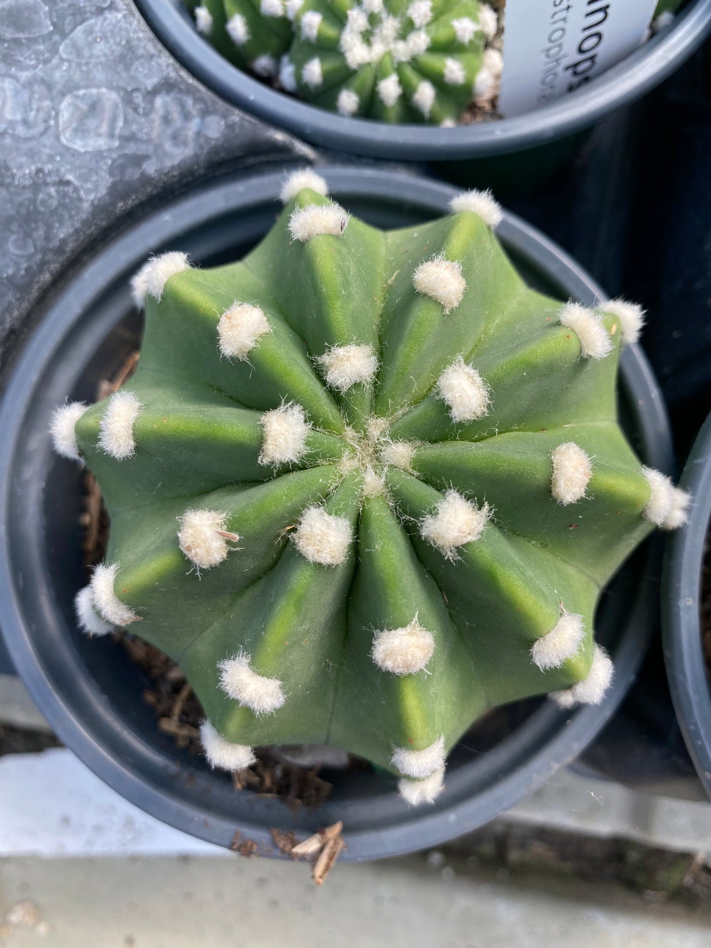 Echinopsis  Ancistrophora- Domino Cactus