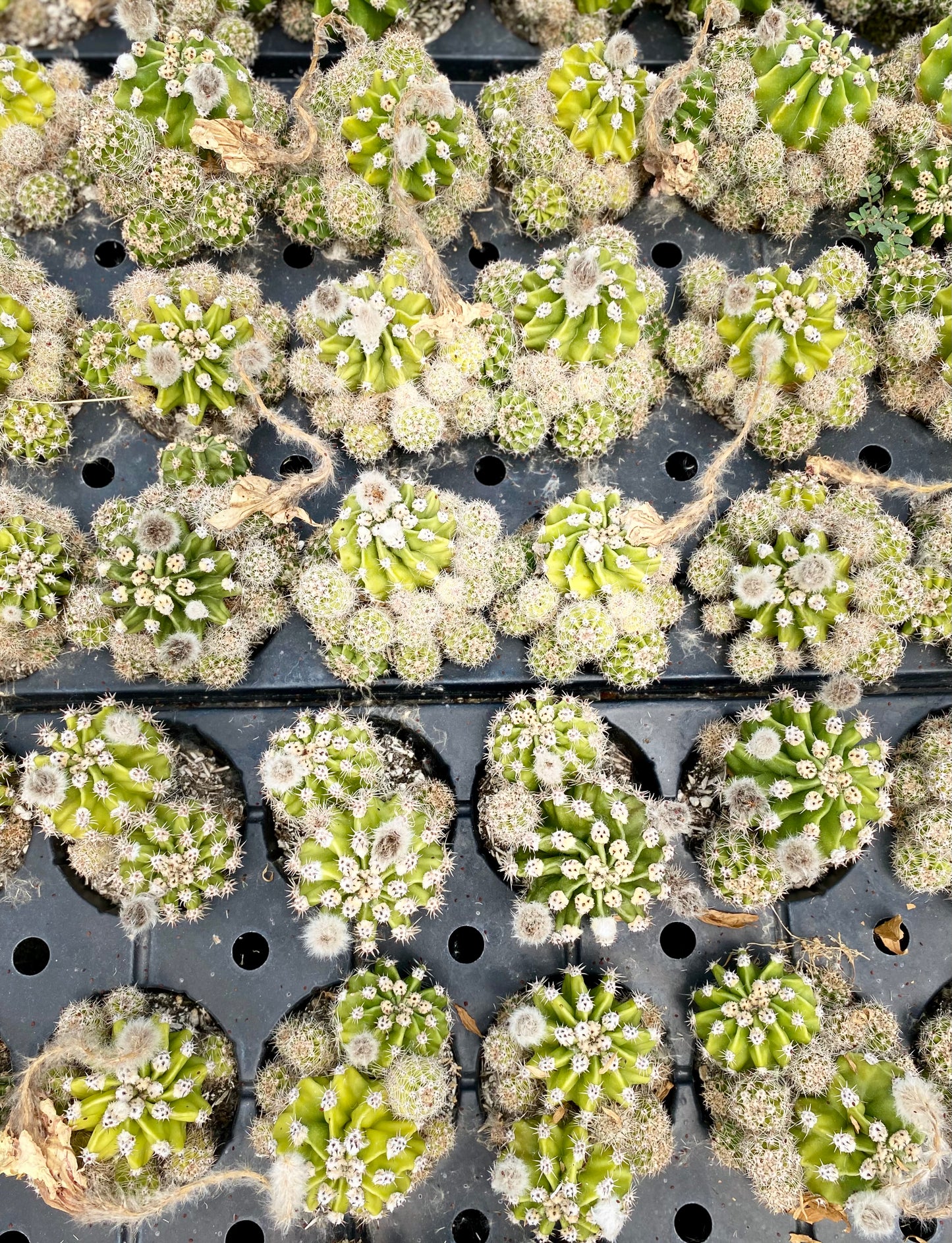 Echinopsis Eyriesii Cactus -Aka Easter lily cactus or Sea Urchin *large plug*