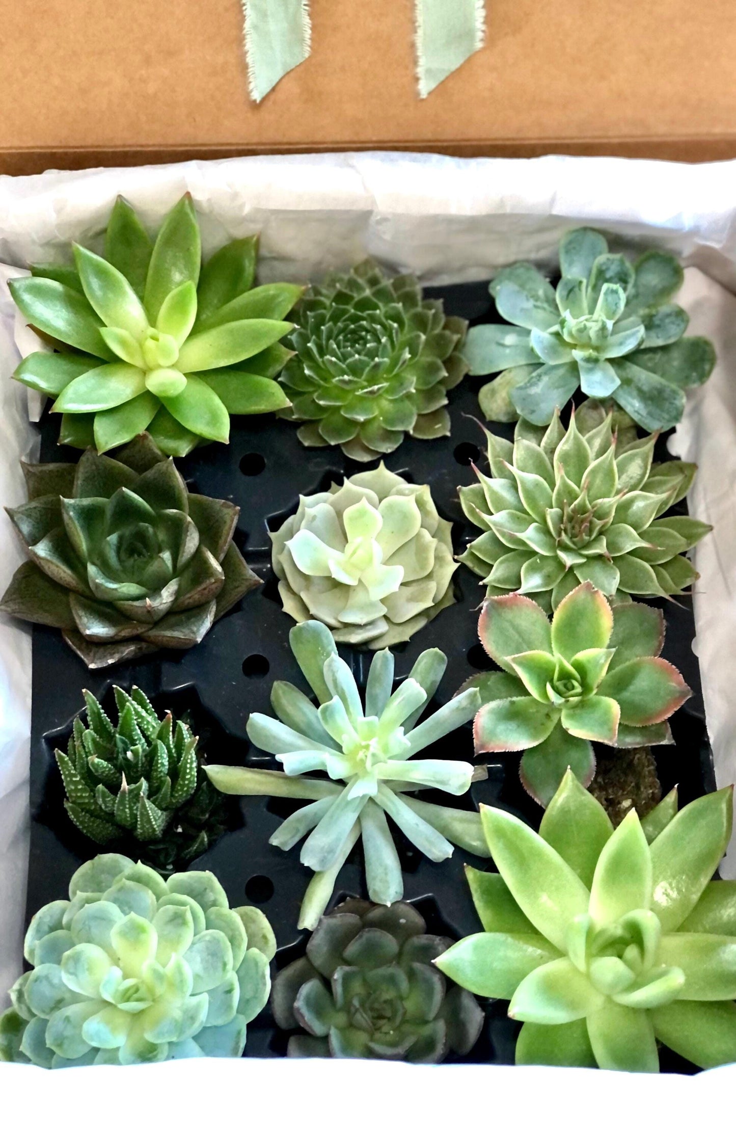 Beautiful Succulents Box - one Dozen !