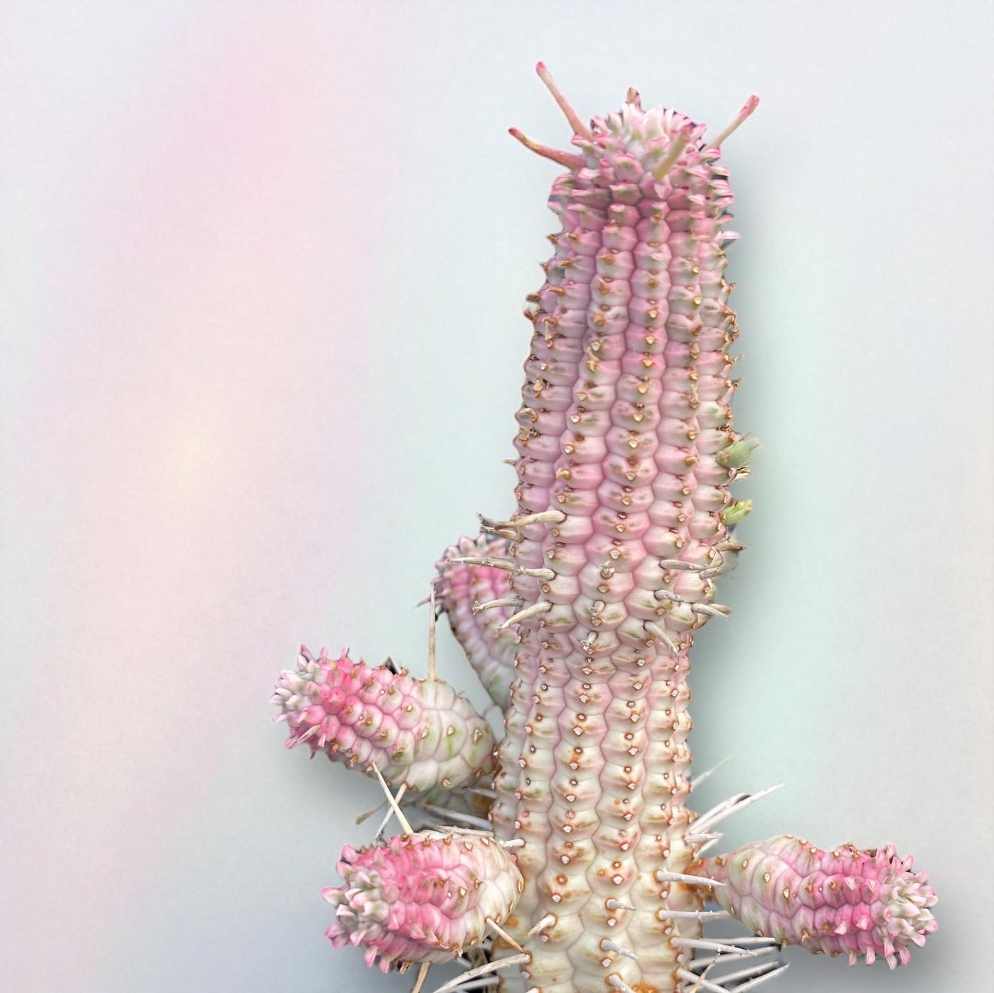 Euphorbia “Mammollillaria F. Varigata”