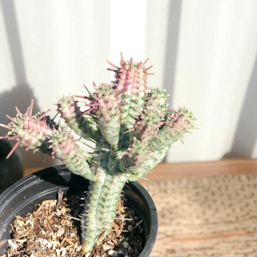 Euphorbia “Mammollillaria F. Varigata”