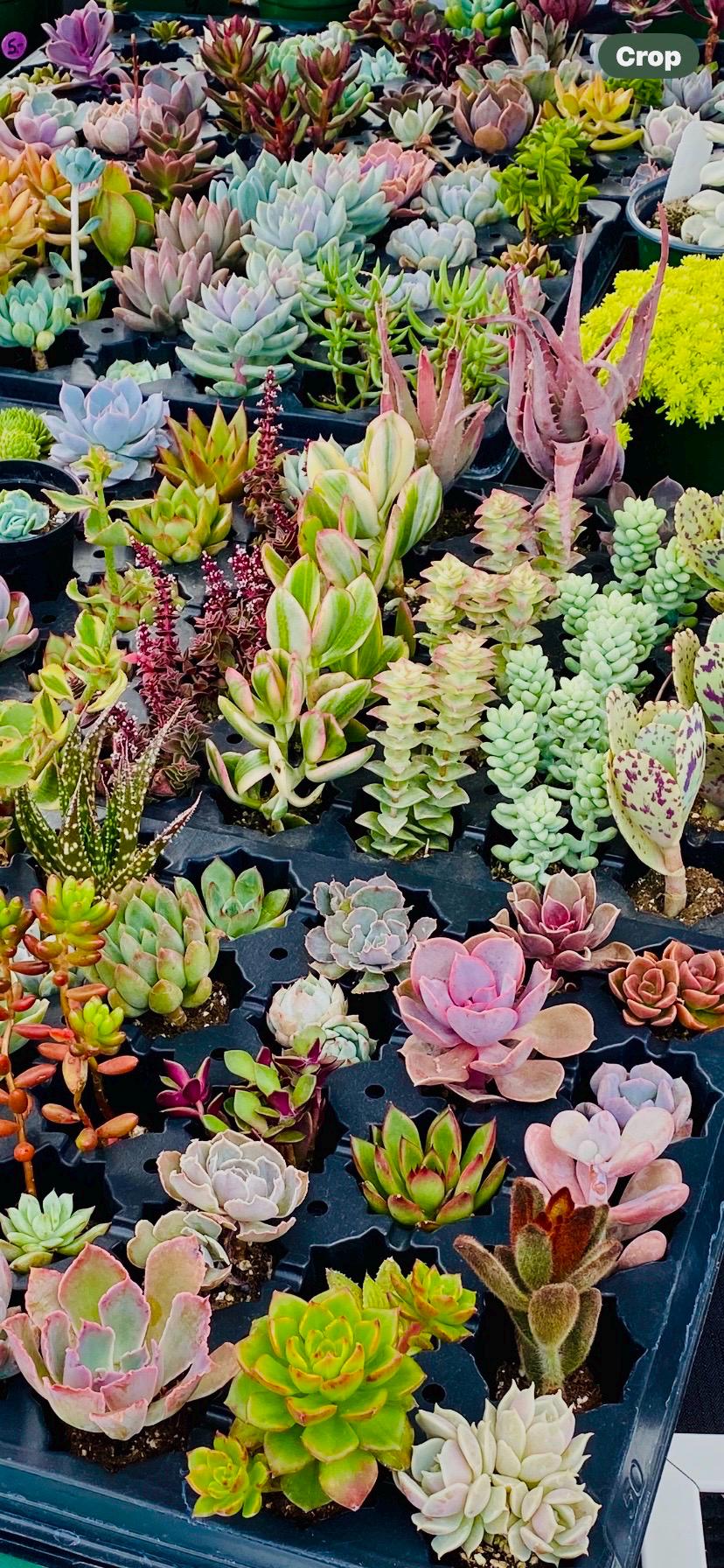Beautiful Succulents Box - one Dozen !