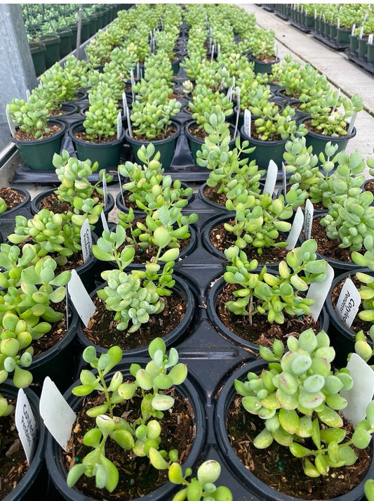 Cotyledon Pendens -Cliff Cotyledon *4” pot