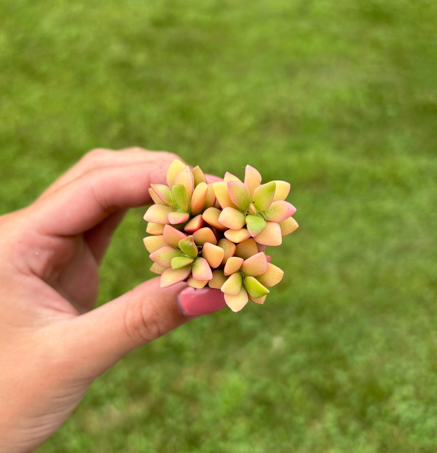 Anacampseros rufescens 'Sunrise' Sand Rose- Variegated