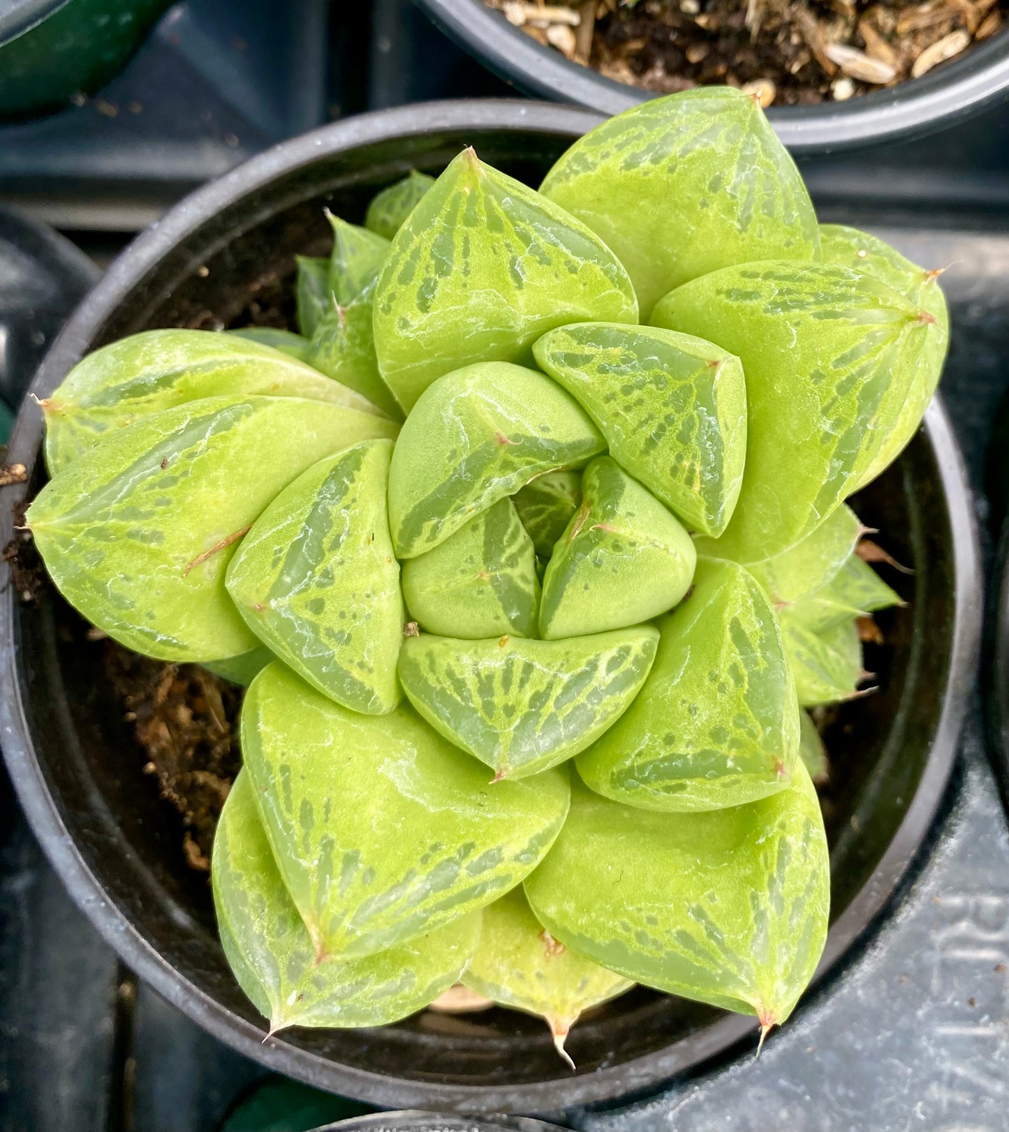 Haworthia Cymbiformis -Cathedral window 4” pot