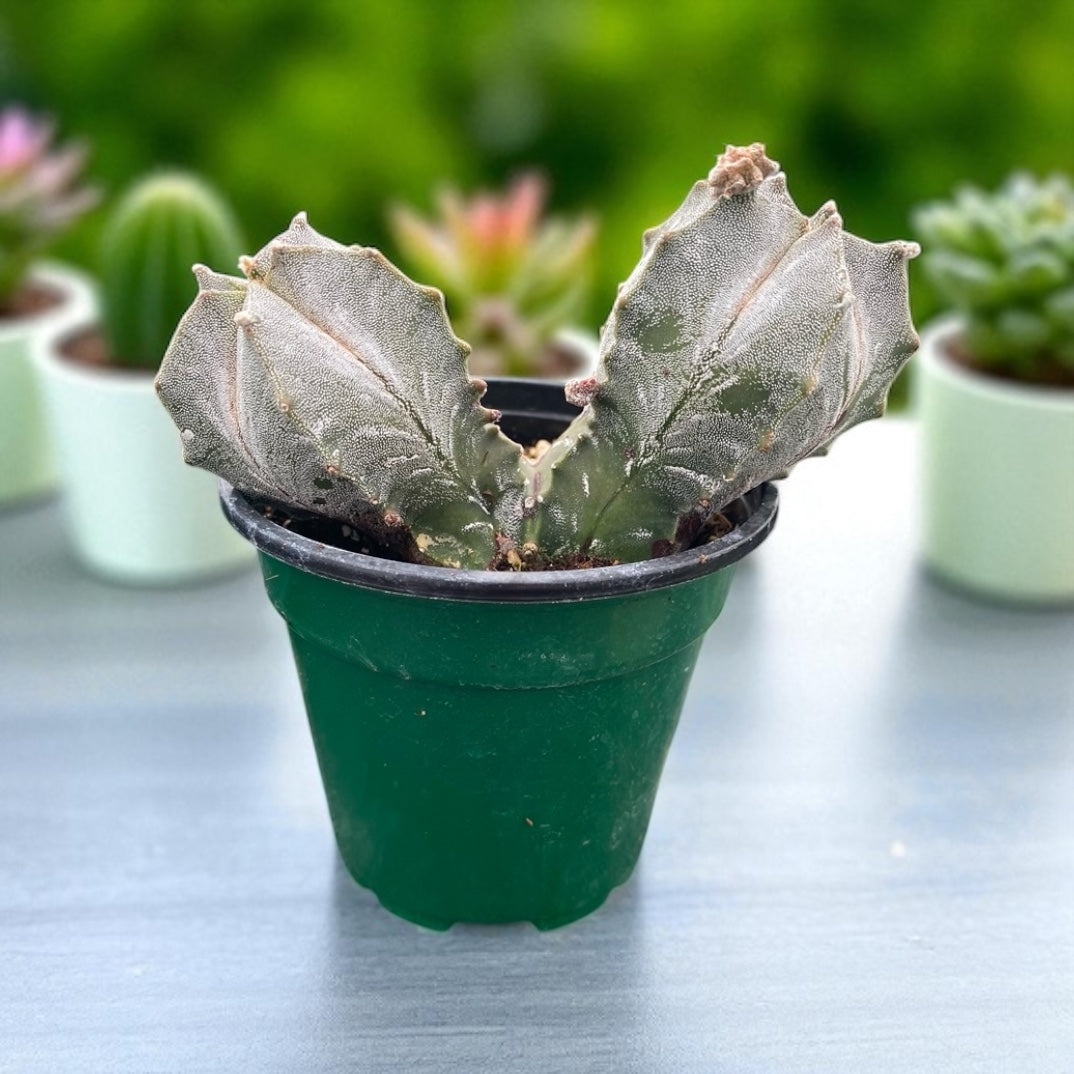 Astrophytum Myriostigma “ Fred” Cactus