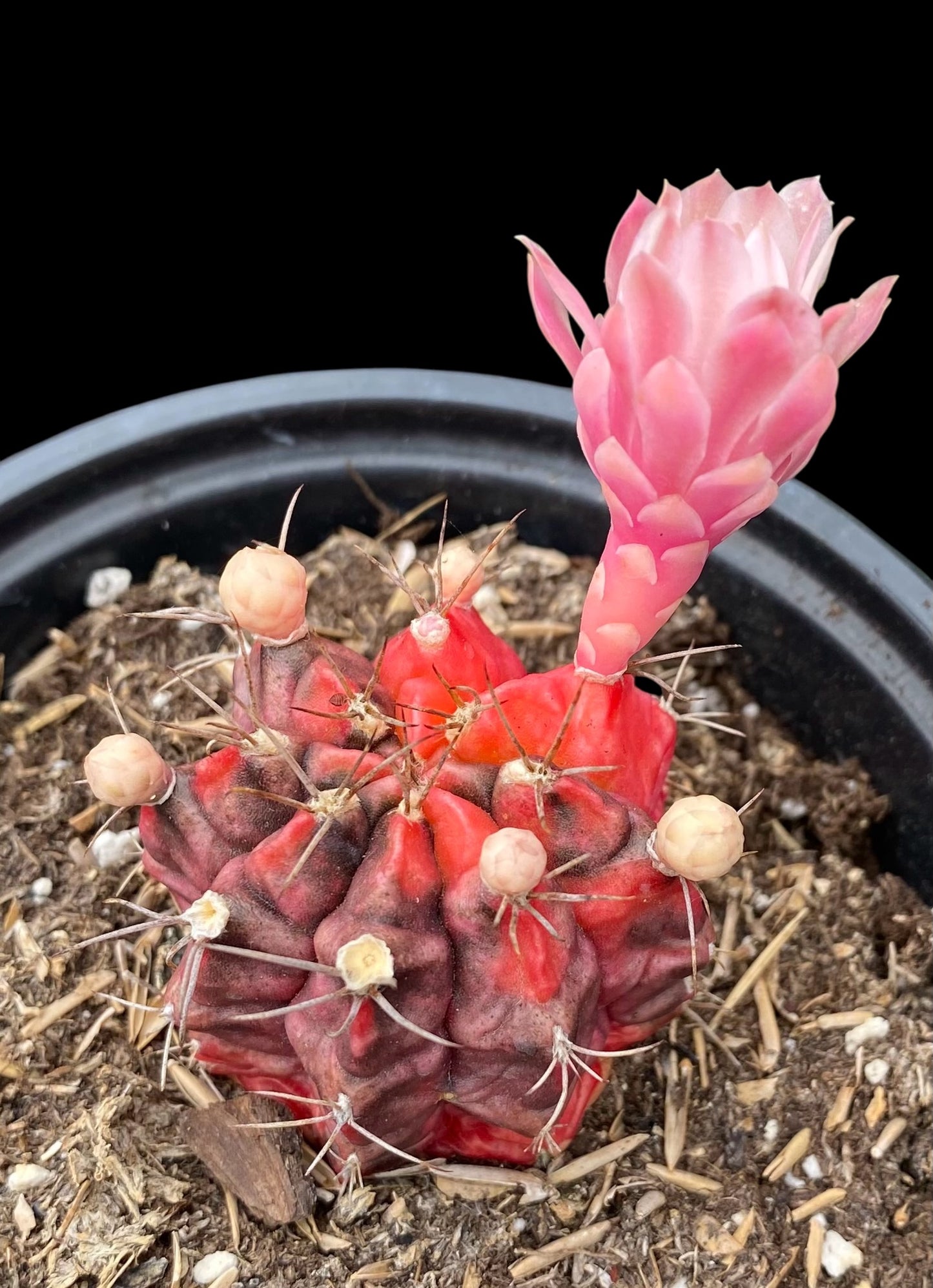 Gymnocalycium- Variegated- ‘Mihanovichii Friedrichii’ / Moon Cactus / Chin Cactus