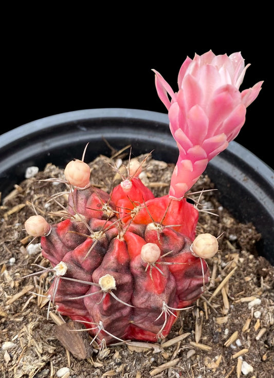 Gymnocalycium- Variegated- ‘Mihanovichii Friedrichii’  / Moon Cactus  / Chin Cactus