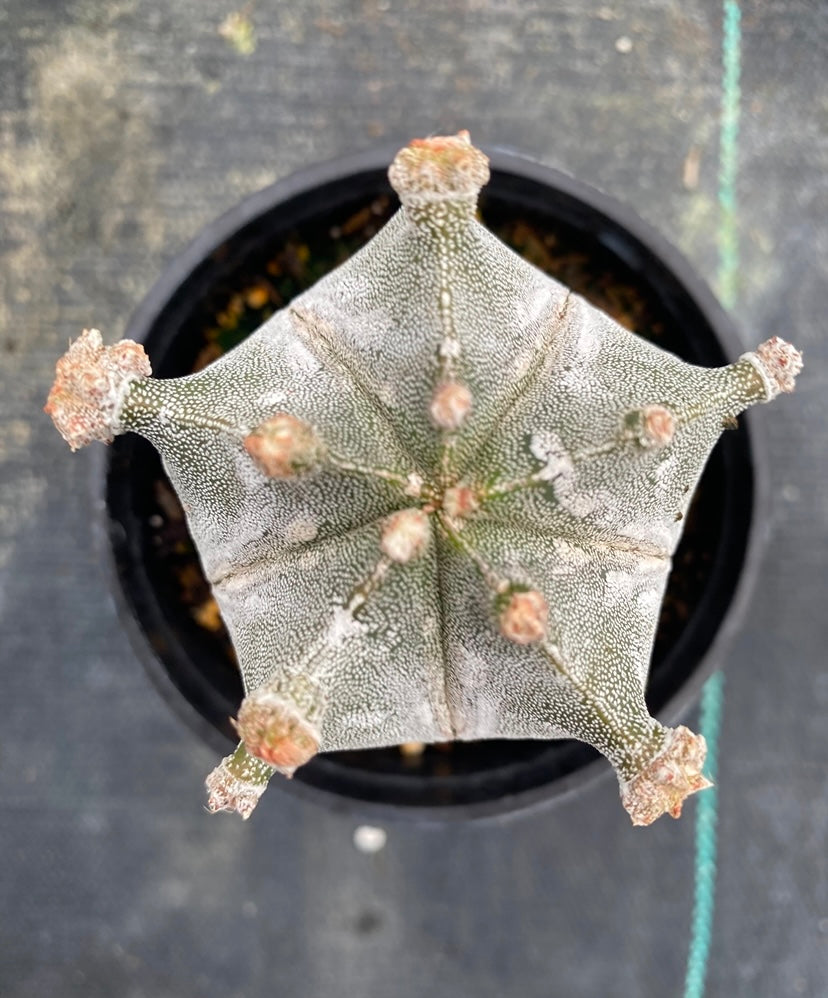 Astrophytum Myriostigma “ Fred” Cactus