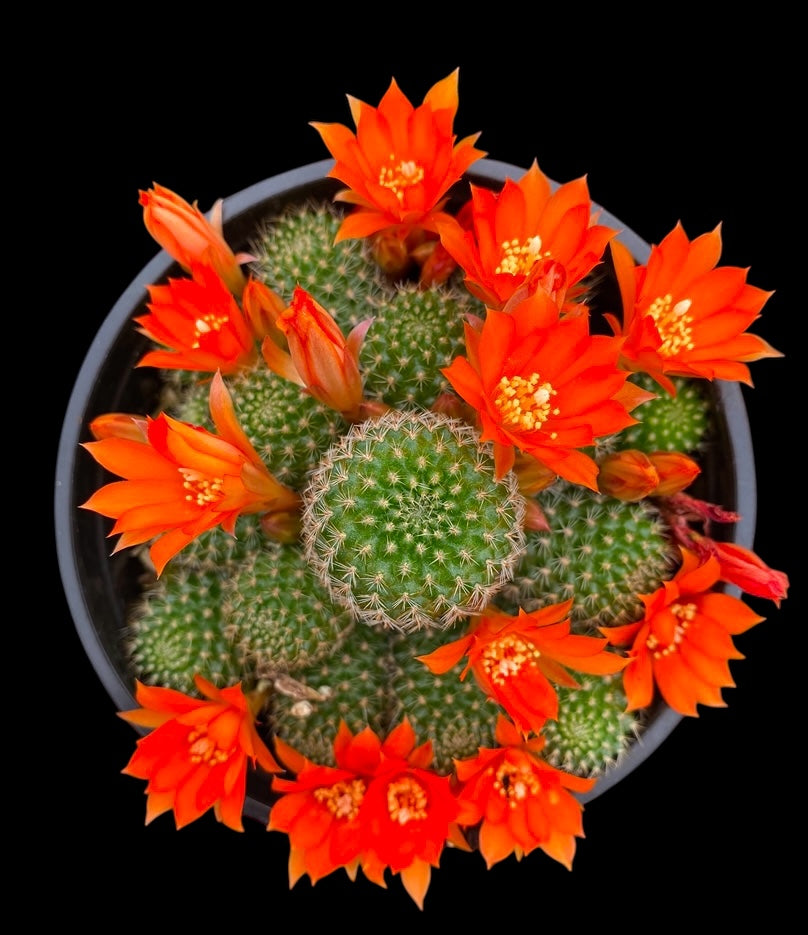 Rebutia Frabisii “Fabris' Crown Cactus”