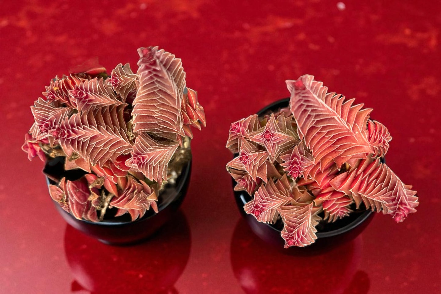 Red Pagoda- Crassula Capitella Subspecies Thyrsiflora