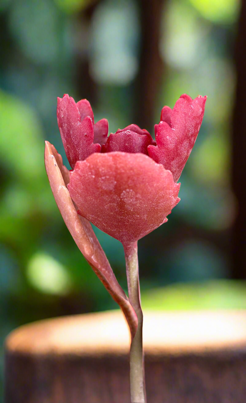 Kalanchoe longiflora Coccanea