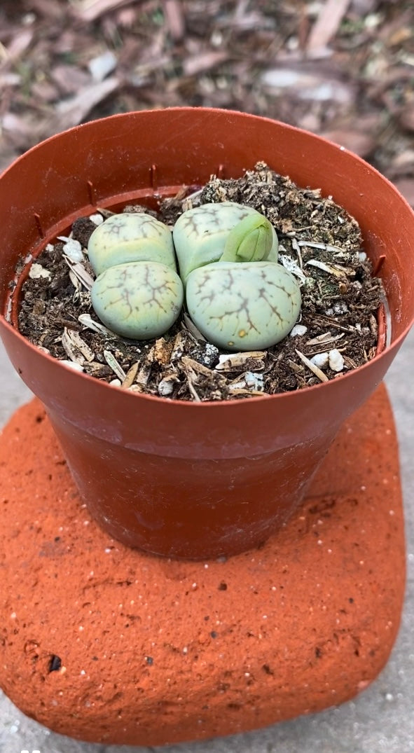 Lithops- Living Stones in 2” pot *RARE!* Mix