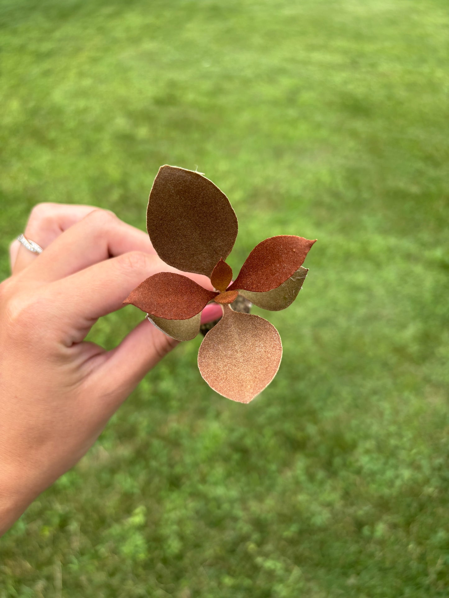 Kalanchoe Orgyalis “Copper Spoons” plug