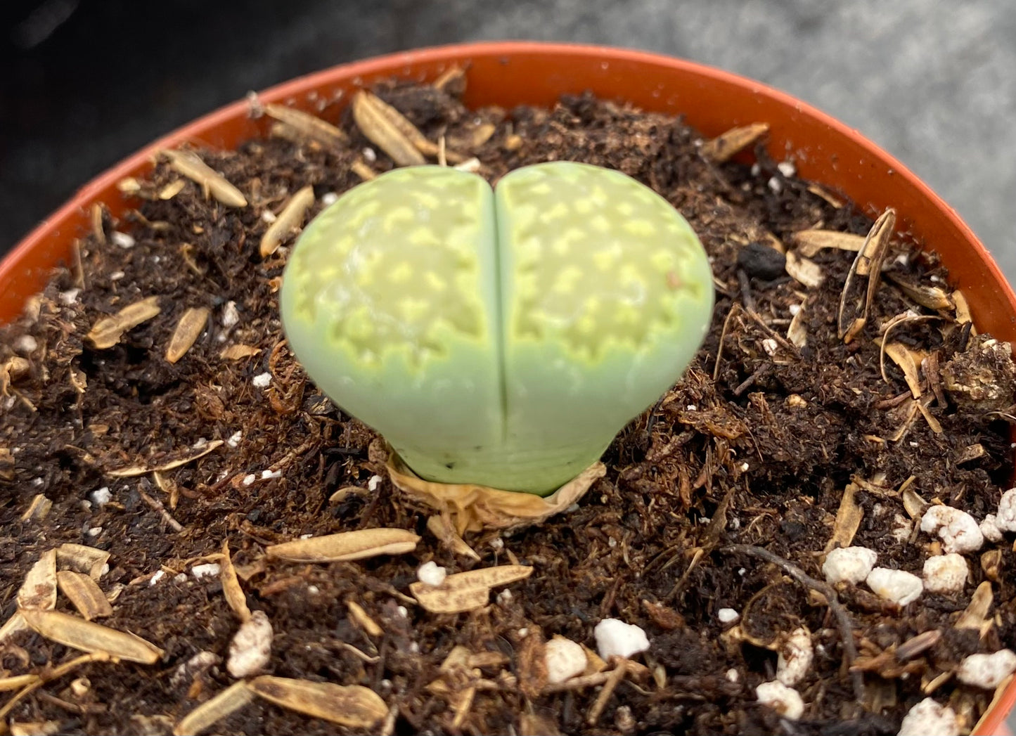 Lithops- Living Stones in 2” pot *RARE!* Mix