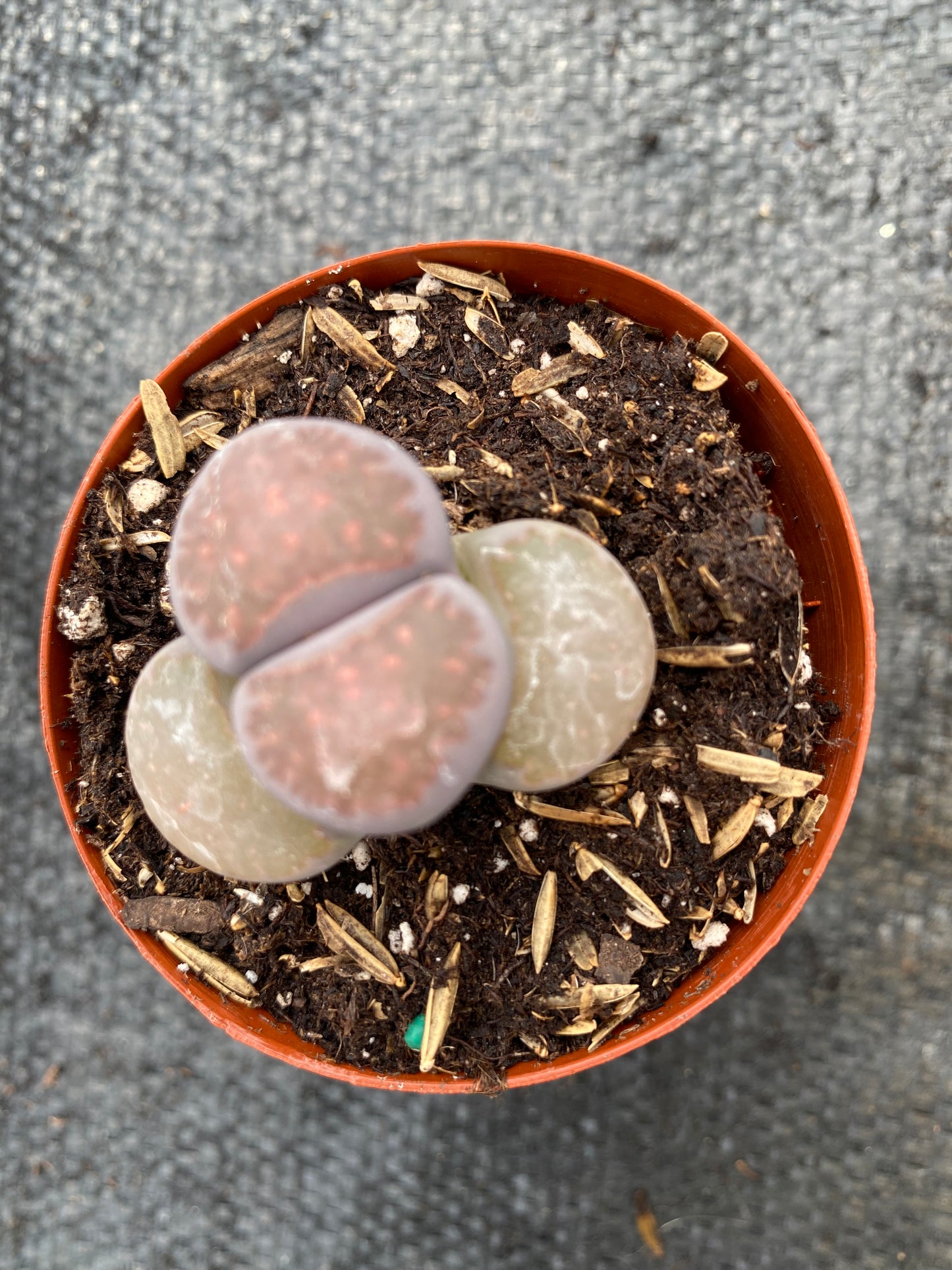 Lithops- Living Stones in 2” pot *RARE!* Mix