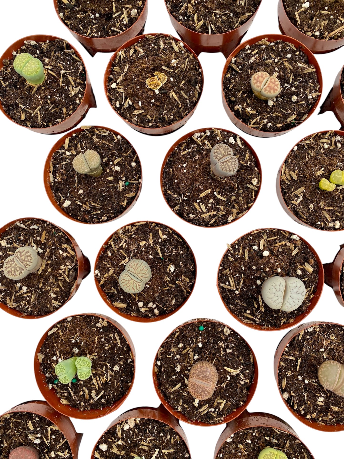 Lithops- Living Stones in 2” pot *RARE!* Mix