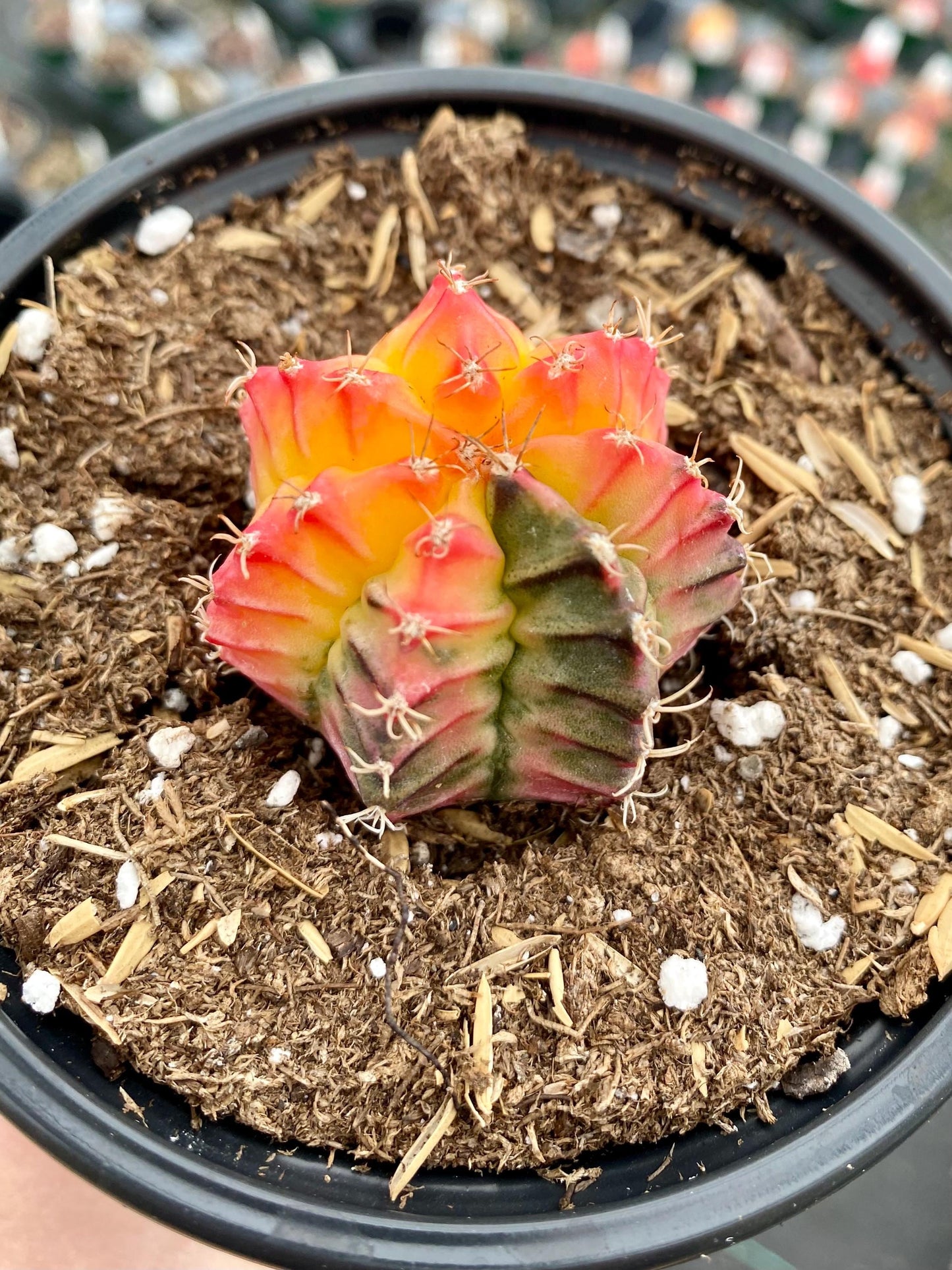 Gymnocalycium- Variegated- ‘Mihanovichii Friedrichii’ / Moon Cactus / Chin Cactus