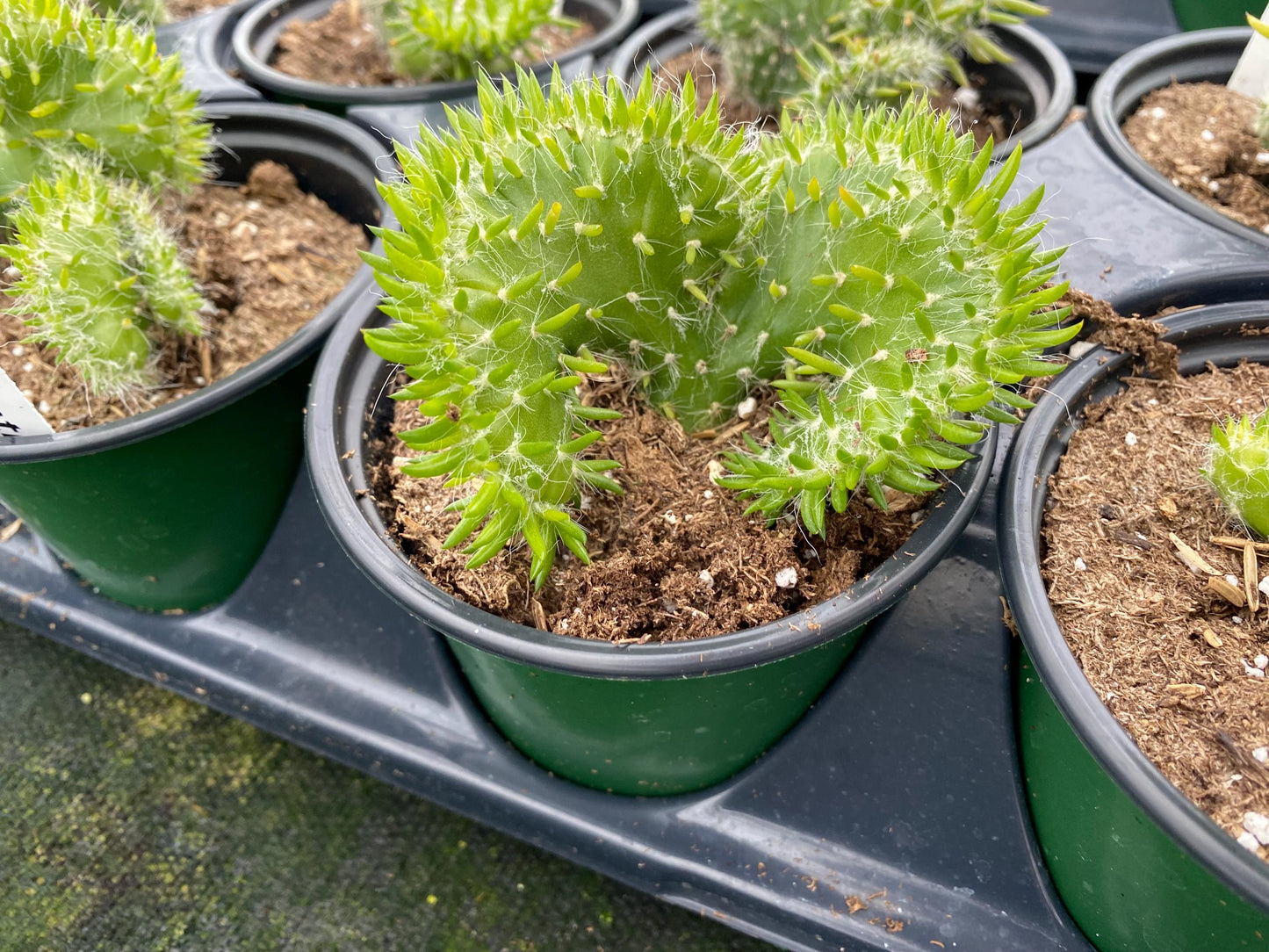 Opuntia- Subulata ‘ Cristata’ / “Eve’s Needle Crest Cactus”