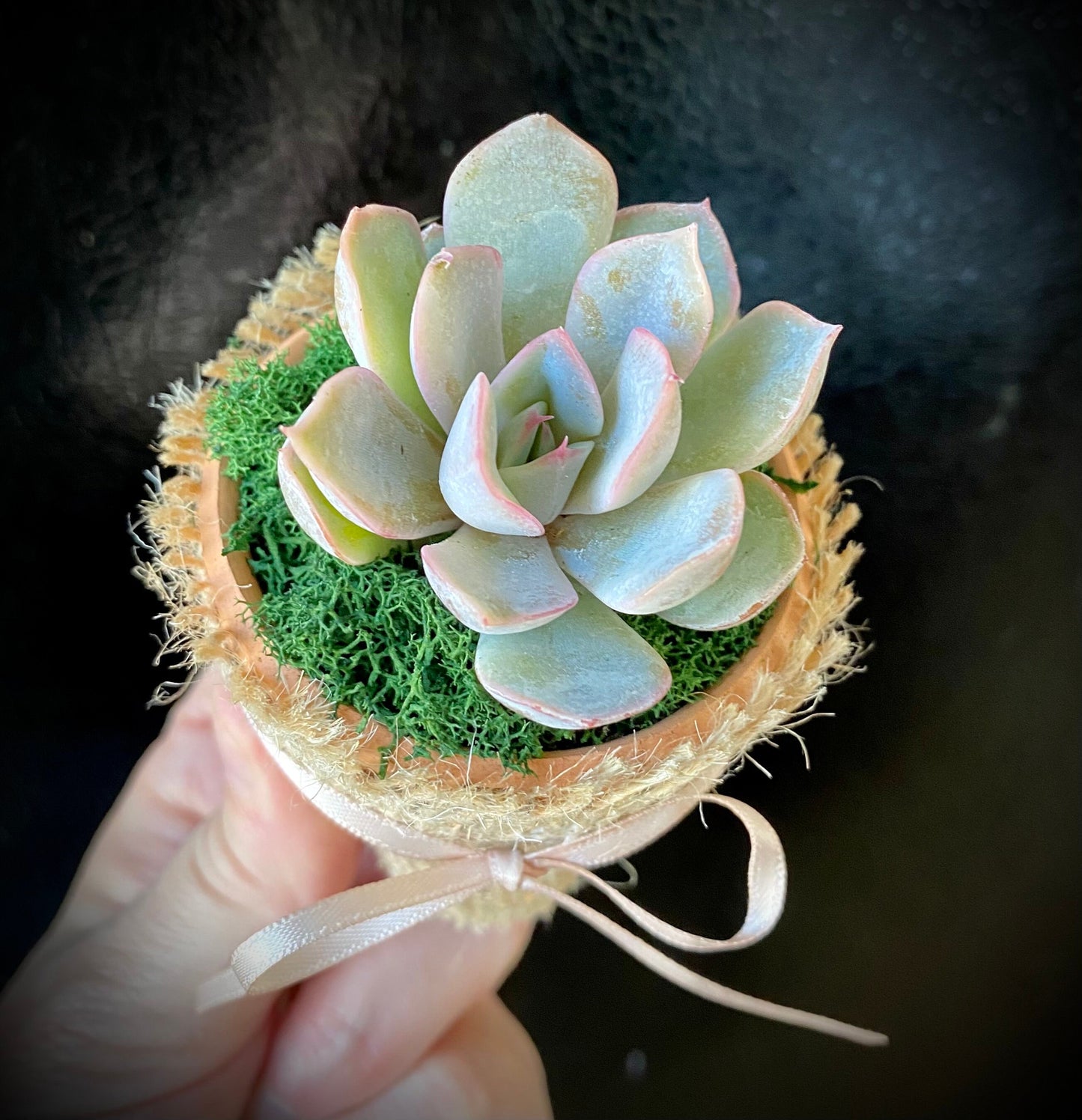 Succulent Favors/ Gifts