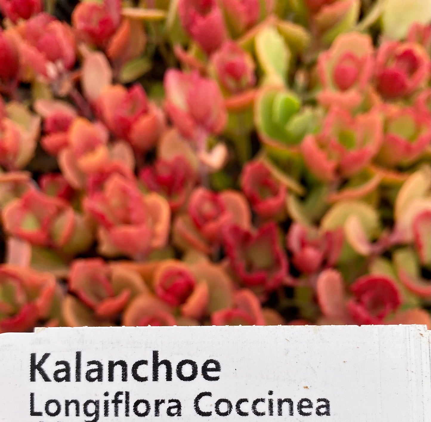 Kalanchoe longiflora Coccanea