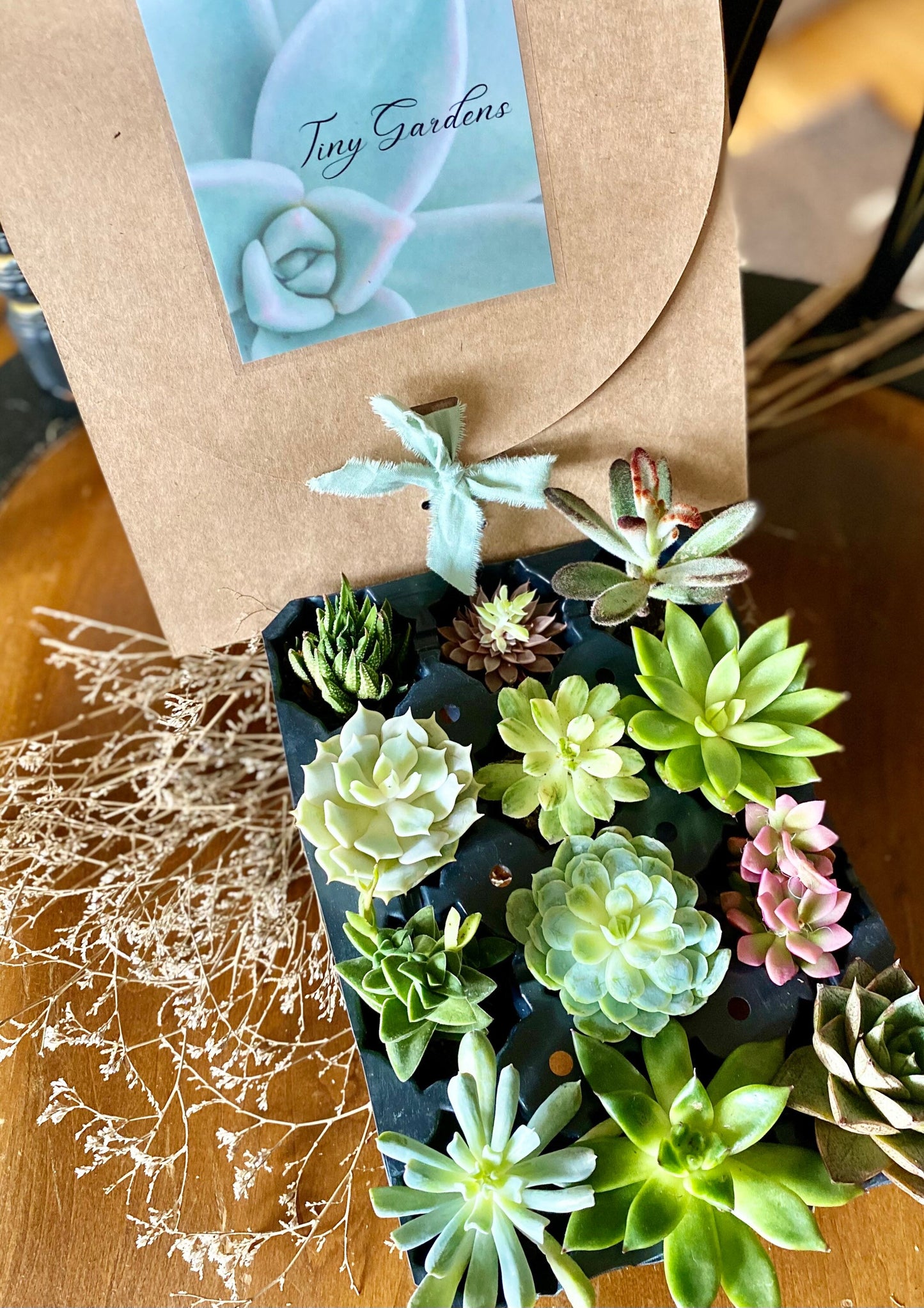 Beautiful Succulents Box - one Dozen !