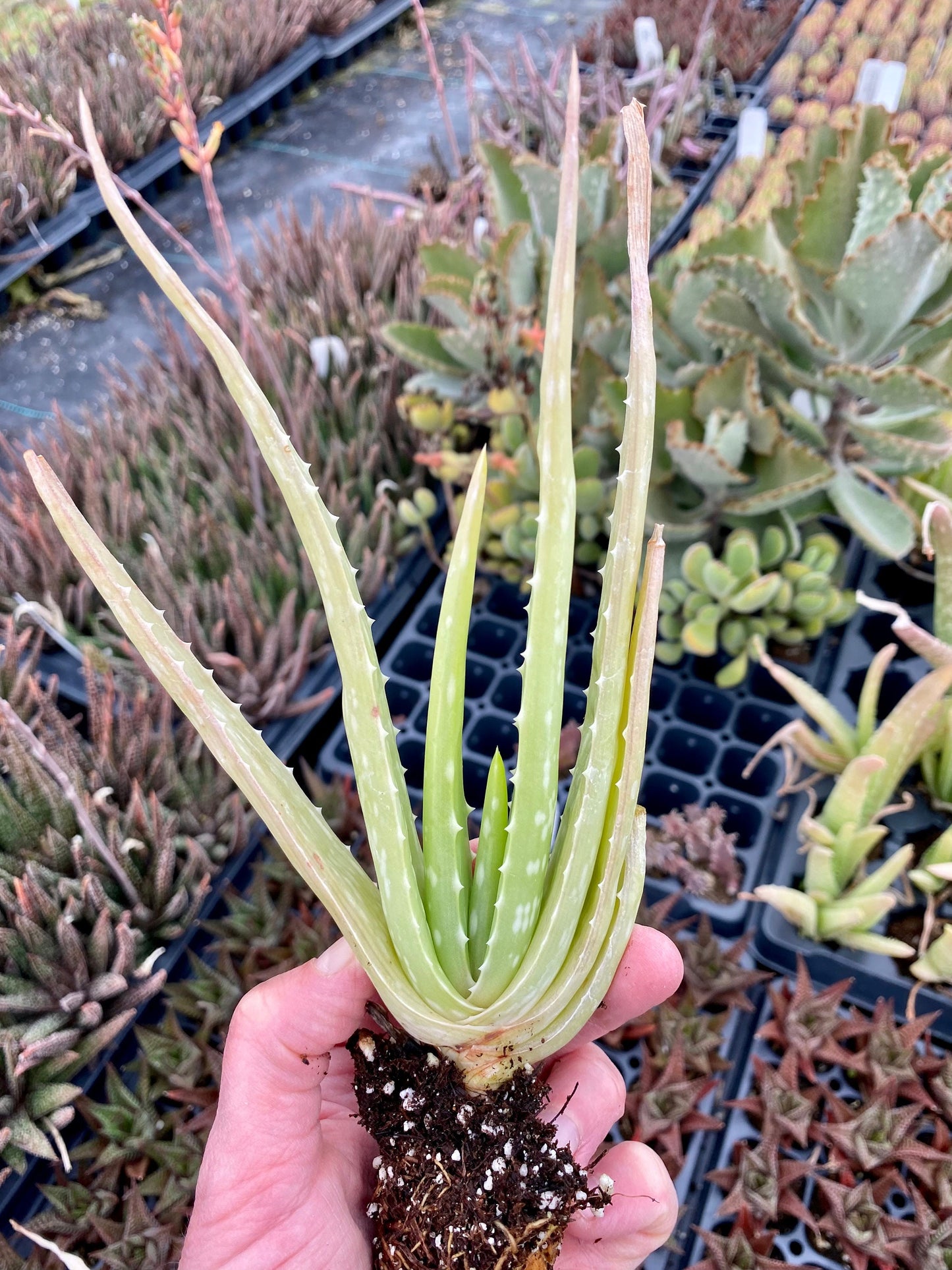 Aloe Vera Medicinal